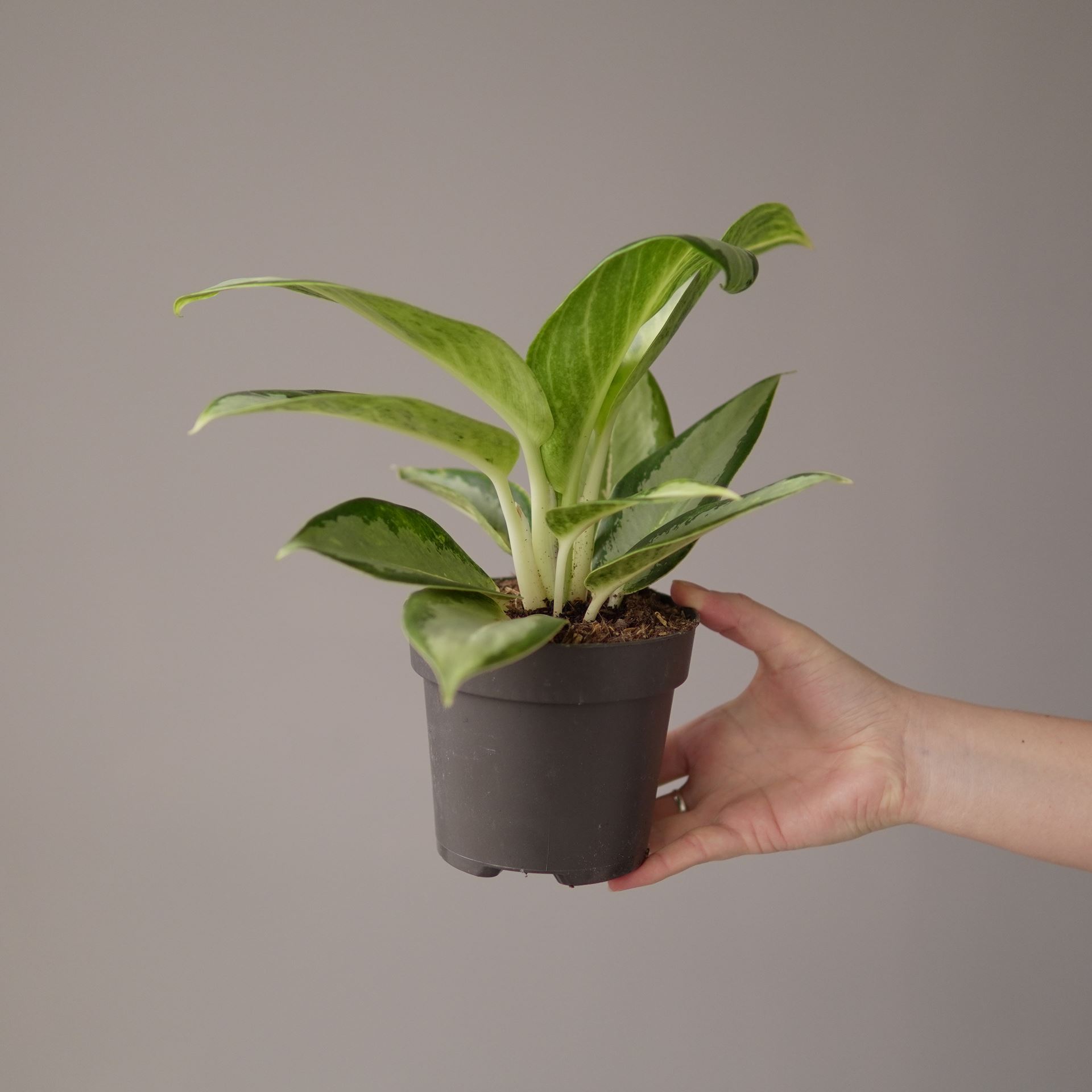 Aglaonema silver blue