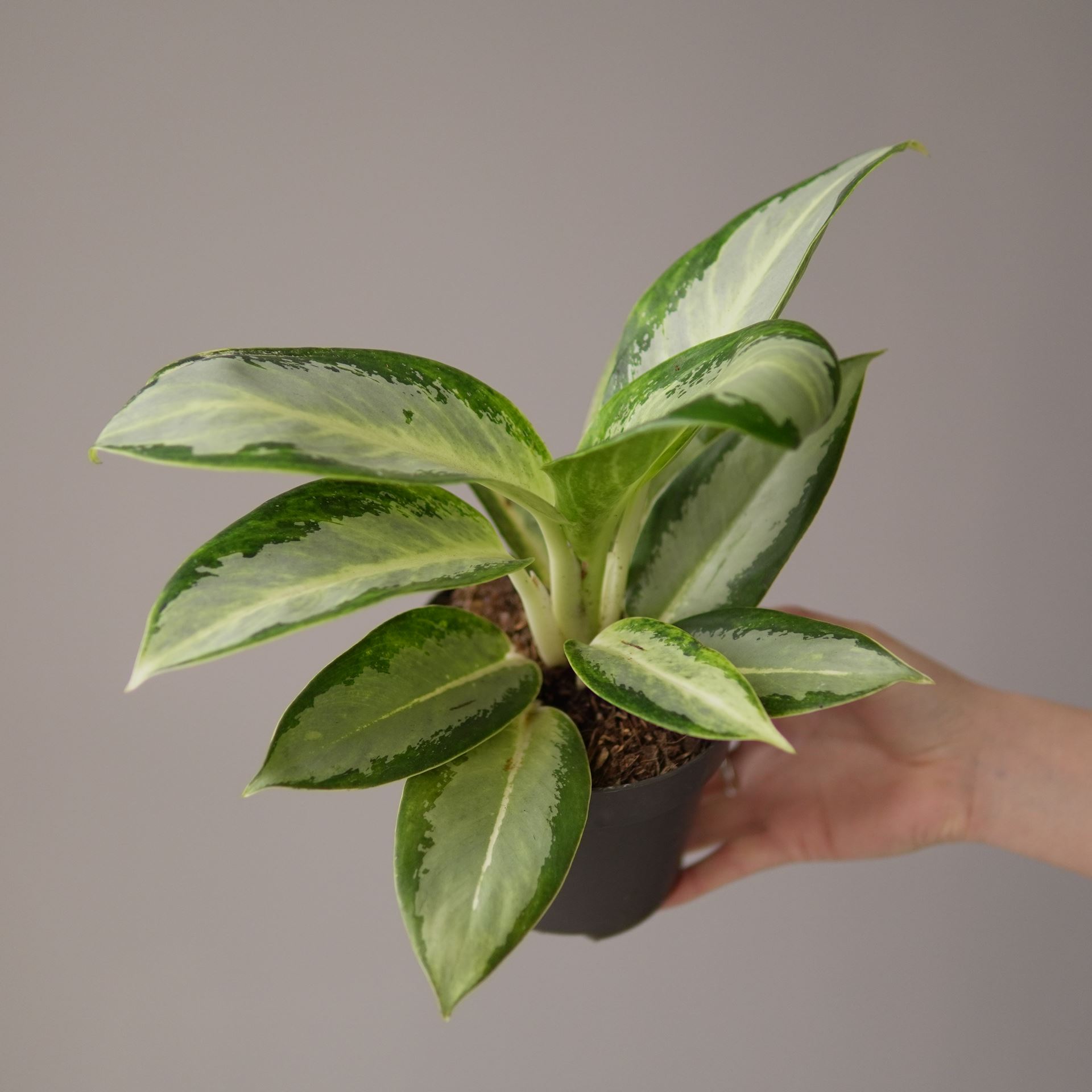 Aglaonema silver blue