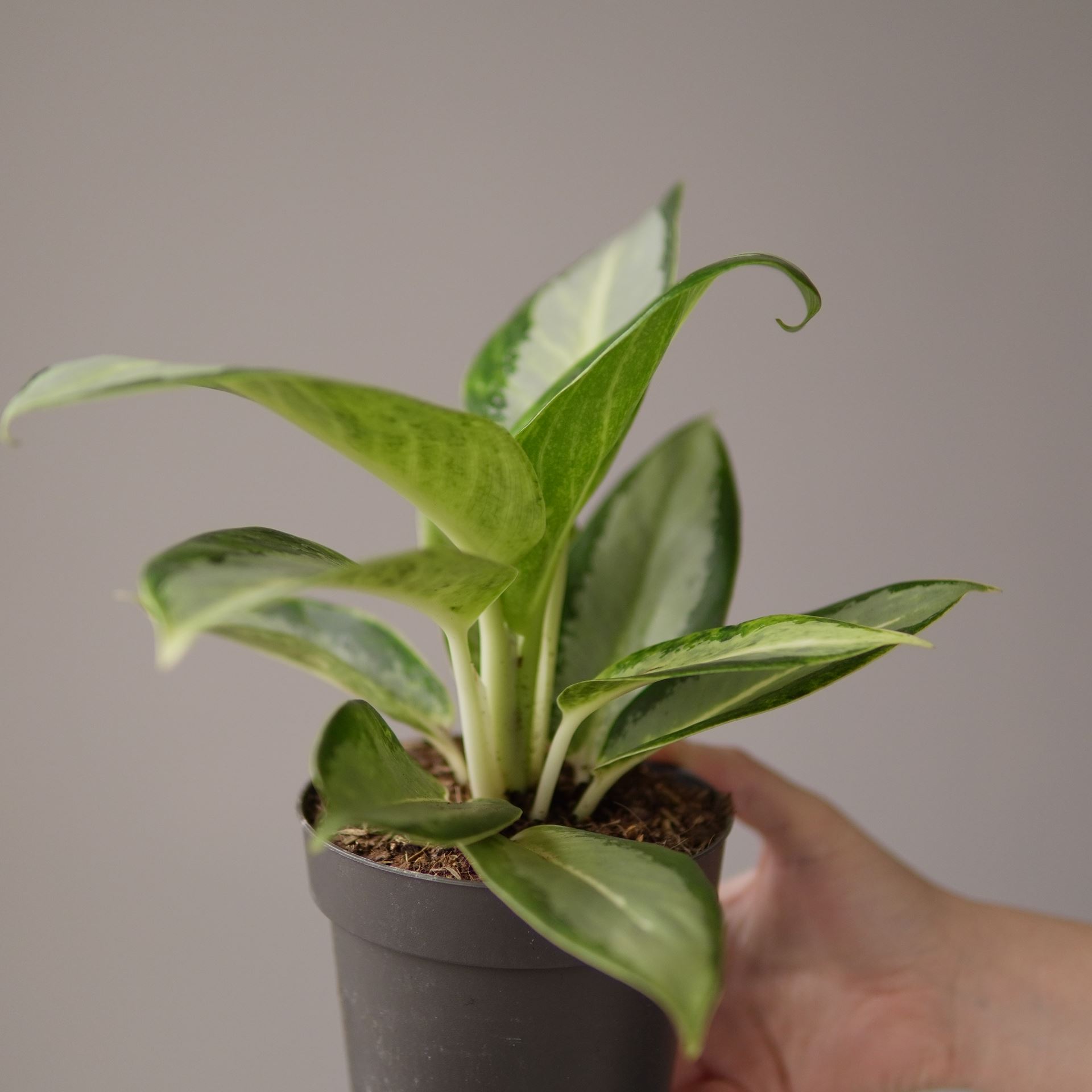 Aglaonema silver blue