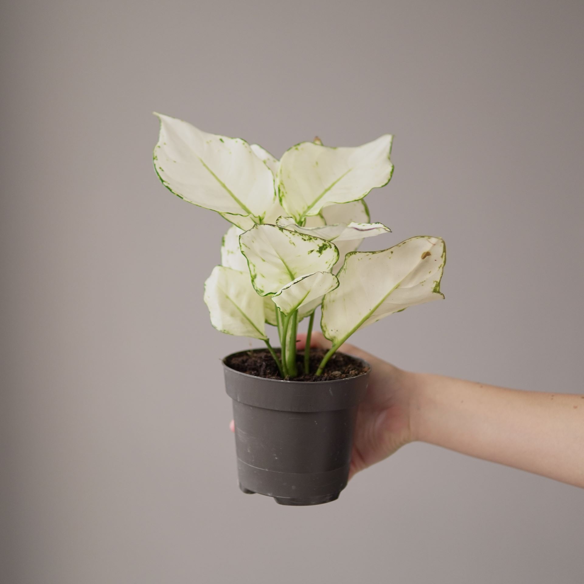 Aglaonema white joy