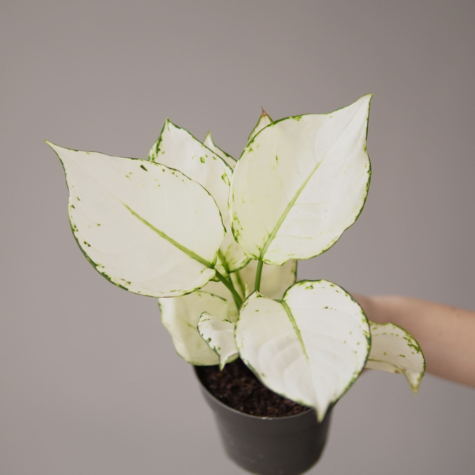 Aglaonema white joy