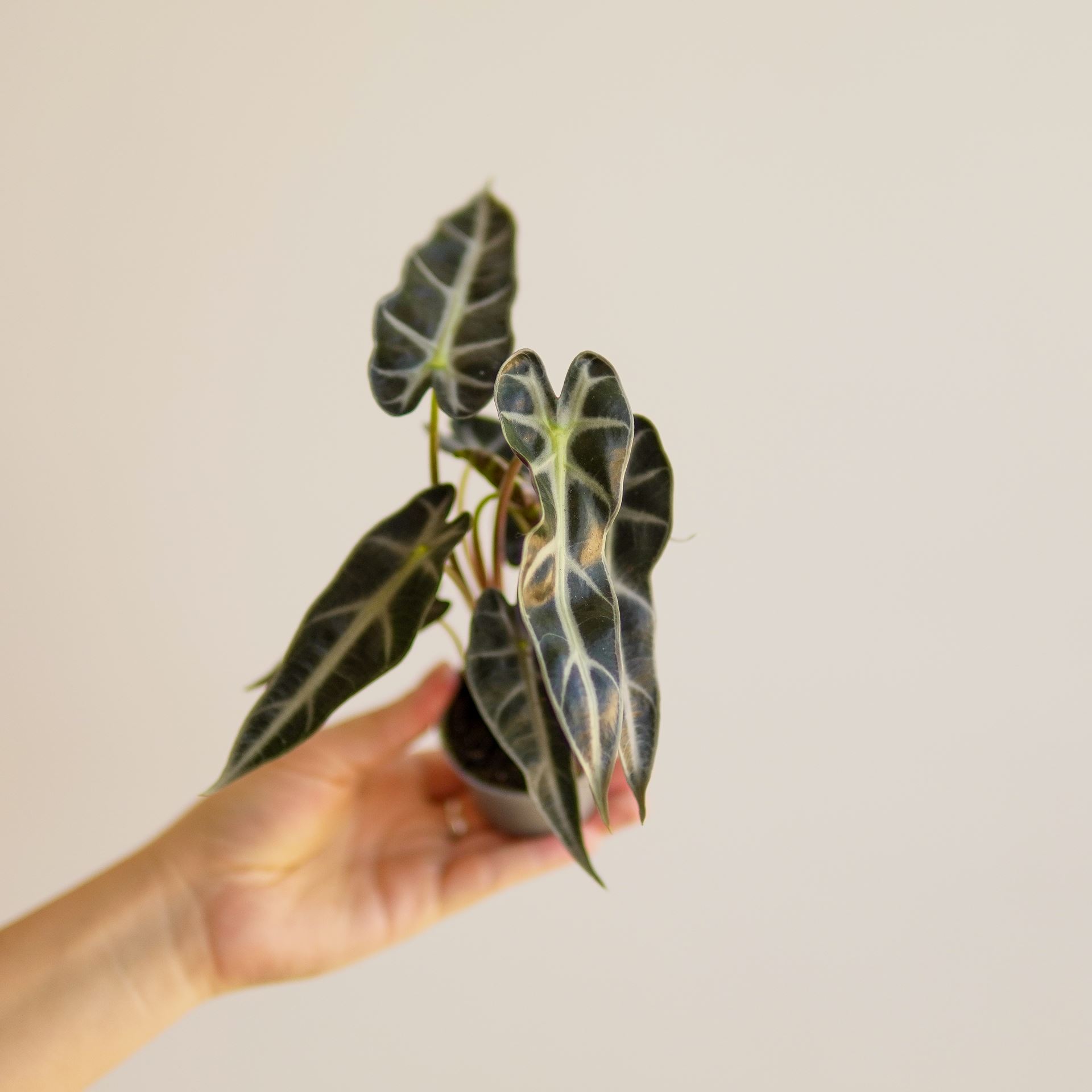 ALOCASIA BAMBINO