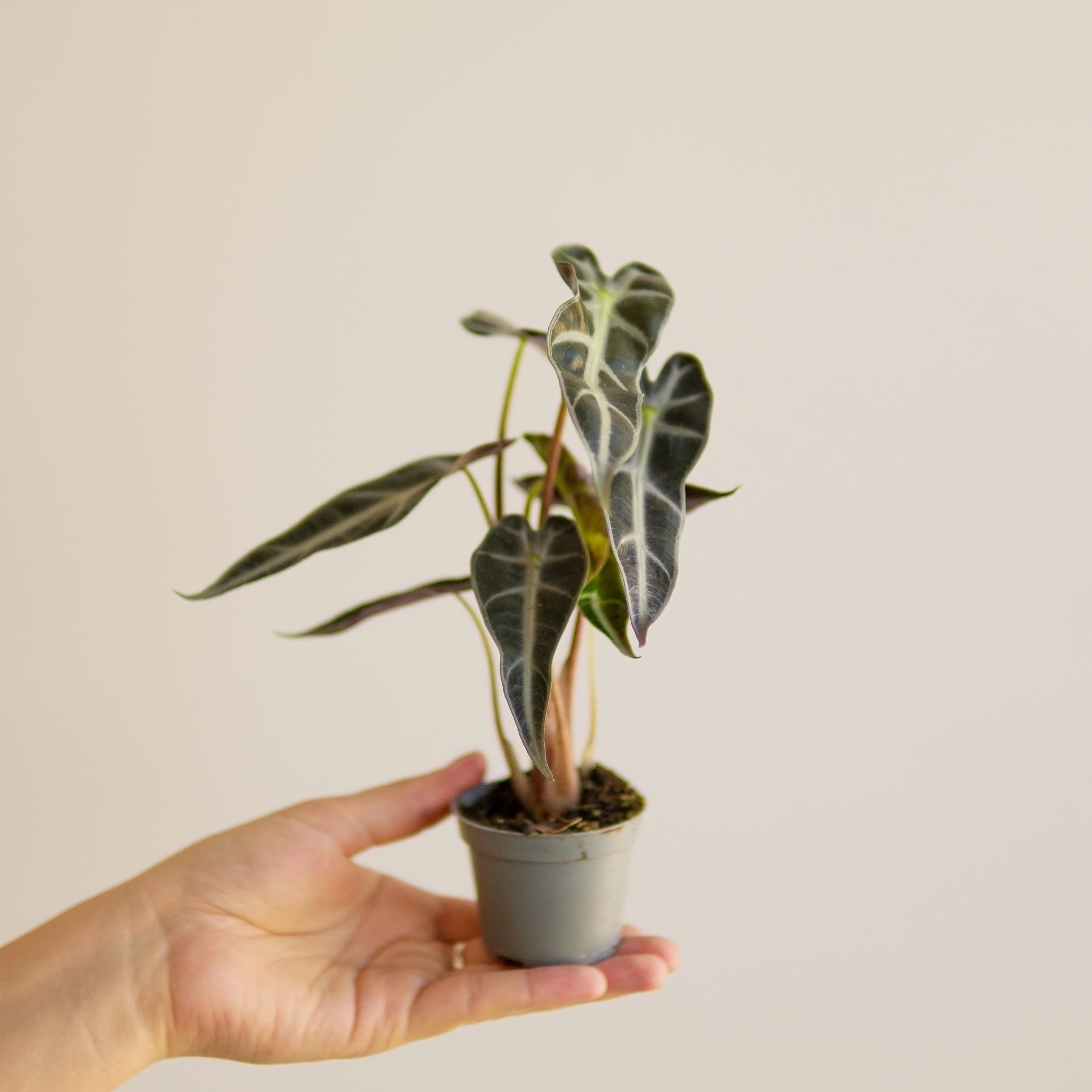 ALOCASIA BAMBINO