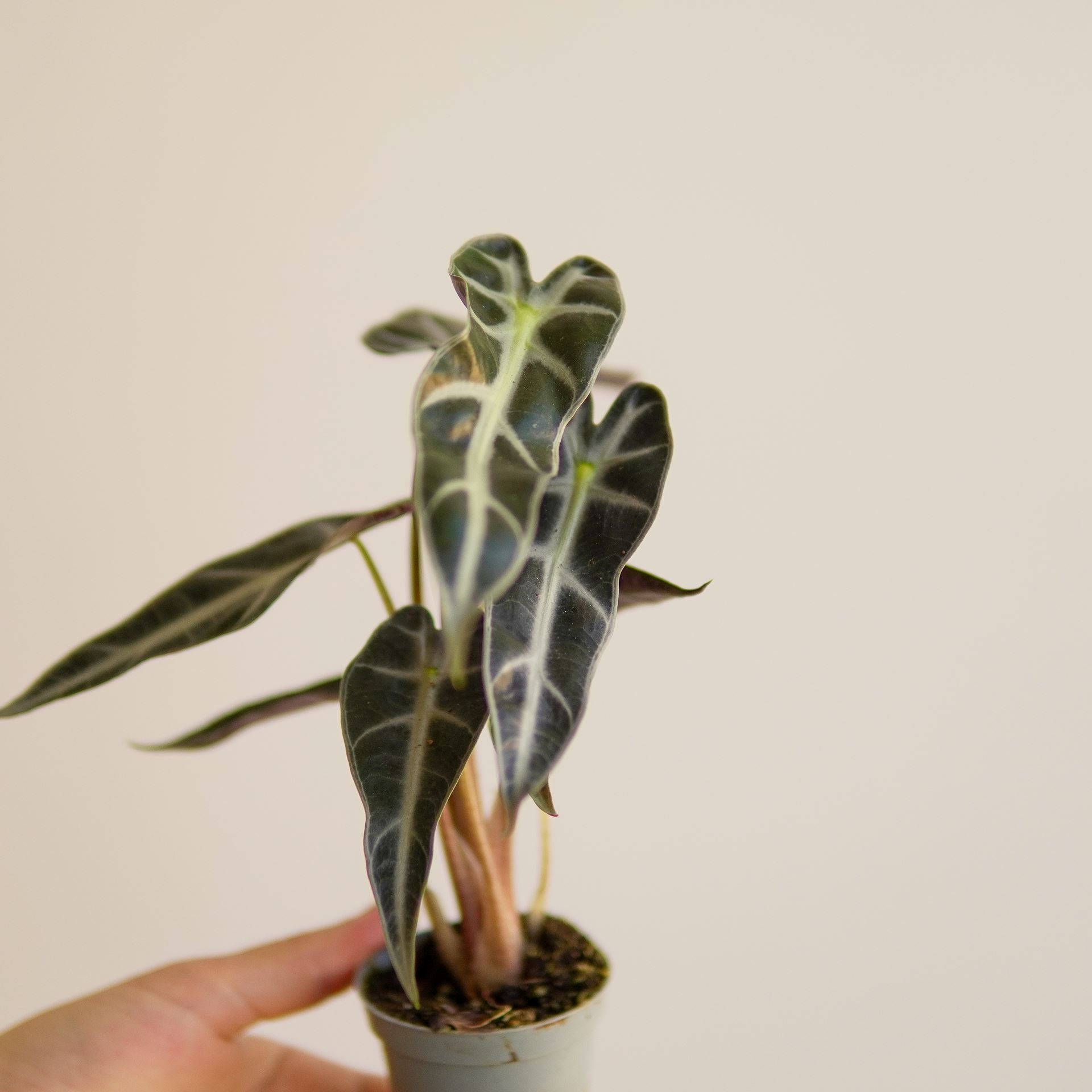 ALOCASIA BAMBINO