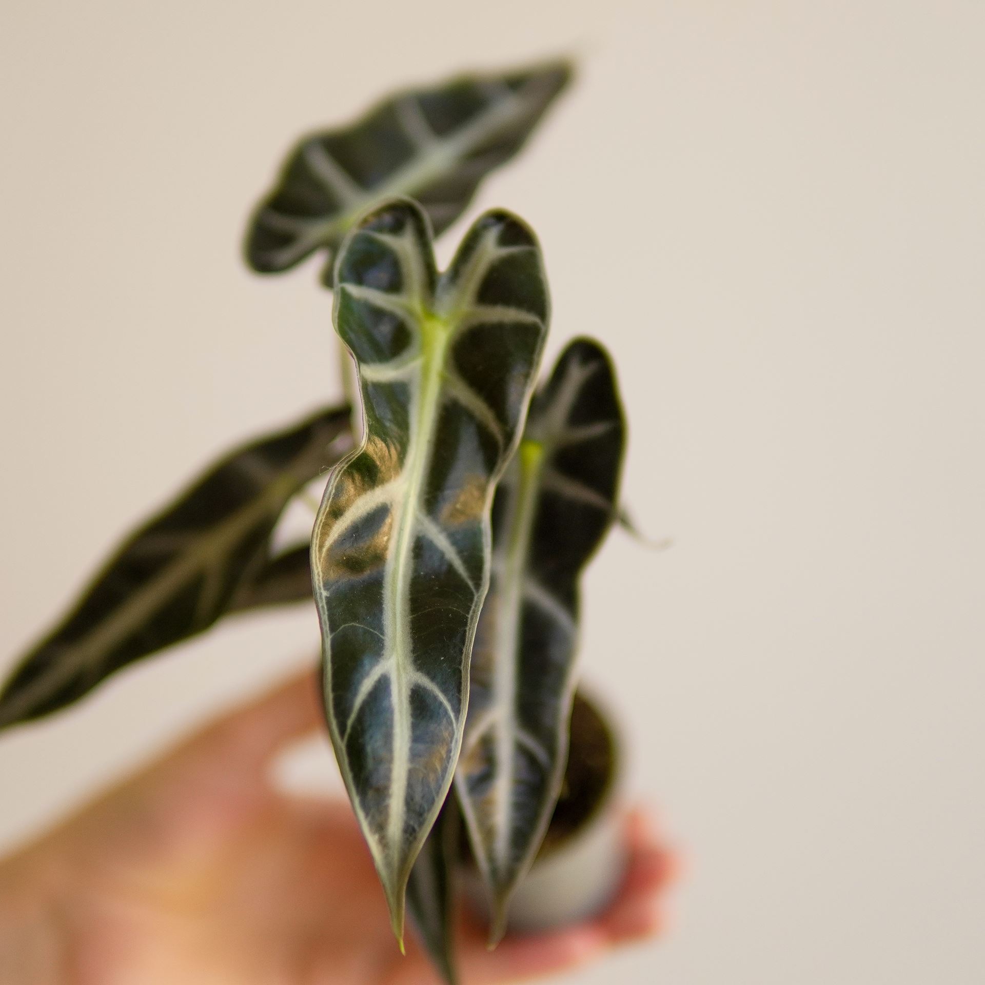 ALOCASIA BAMBINO
