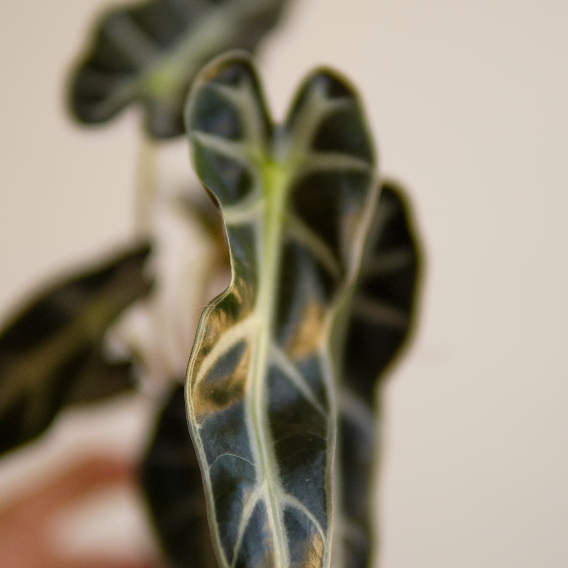 ALOCASIA BAMBINO