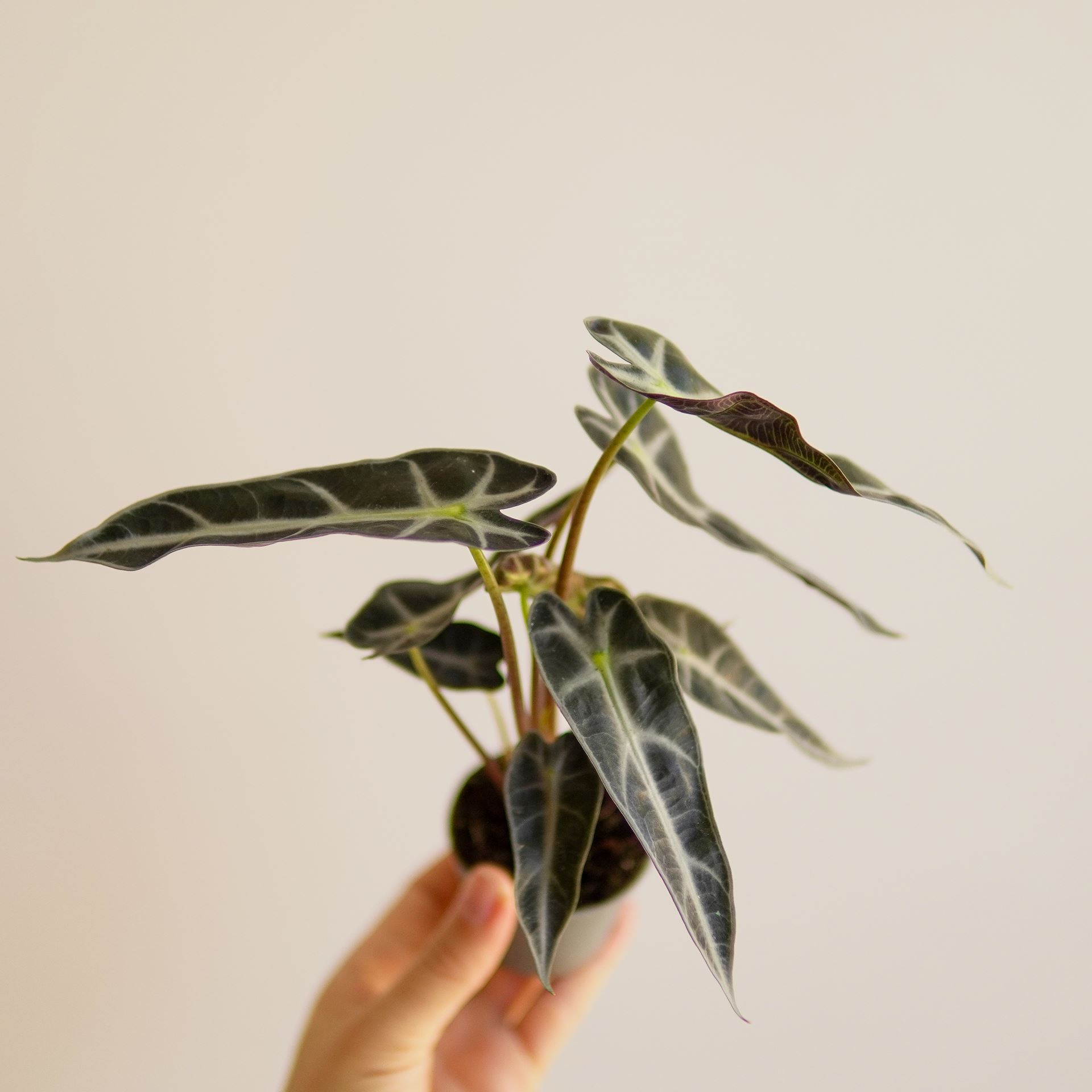 ALOCASIA BAMBINO