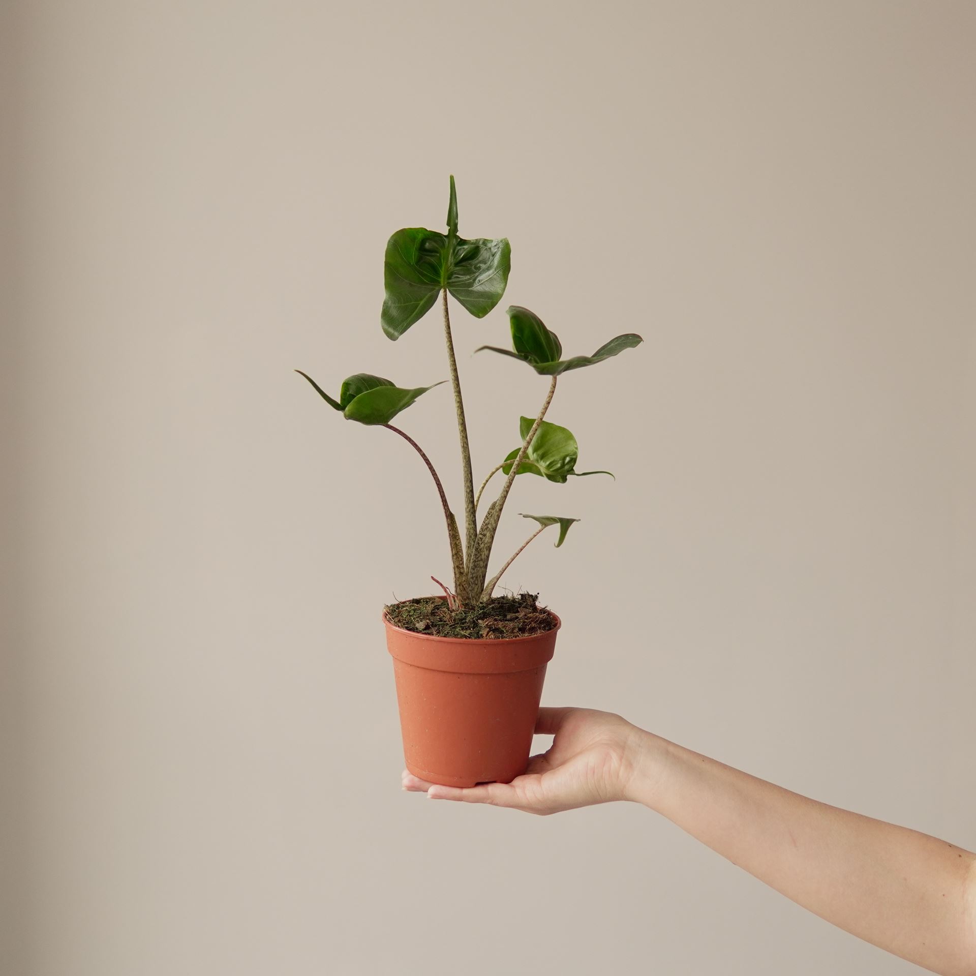 ALOCASIA STINGRAY