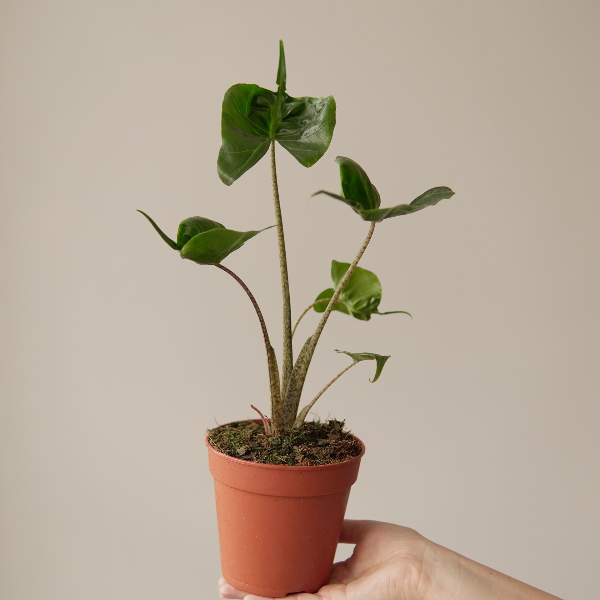 ALOCASIA STINGRAY