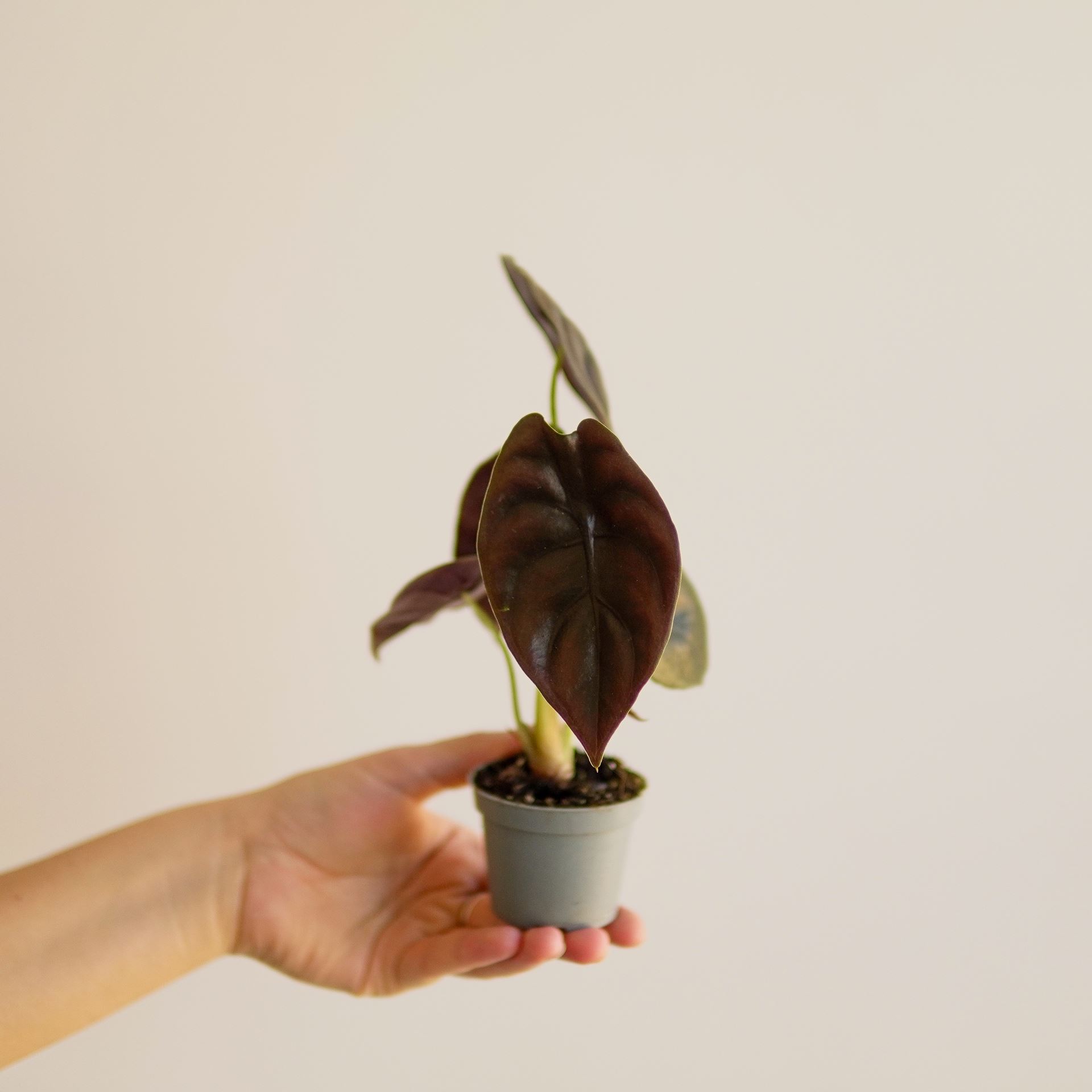 ALOCASIA red secret