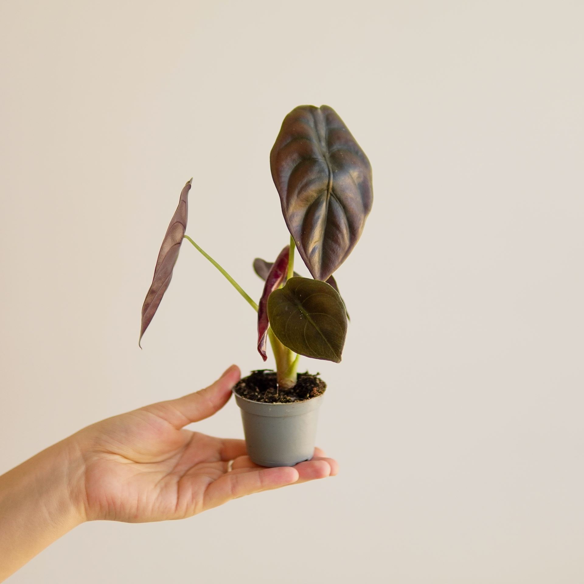 ALOCASIA red secret