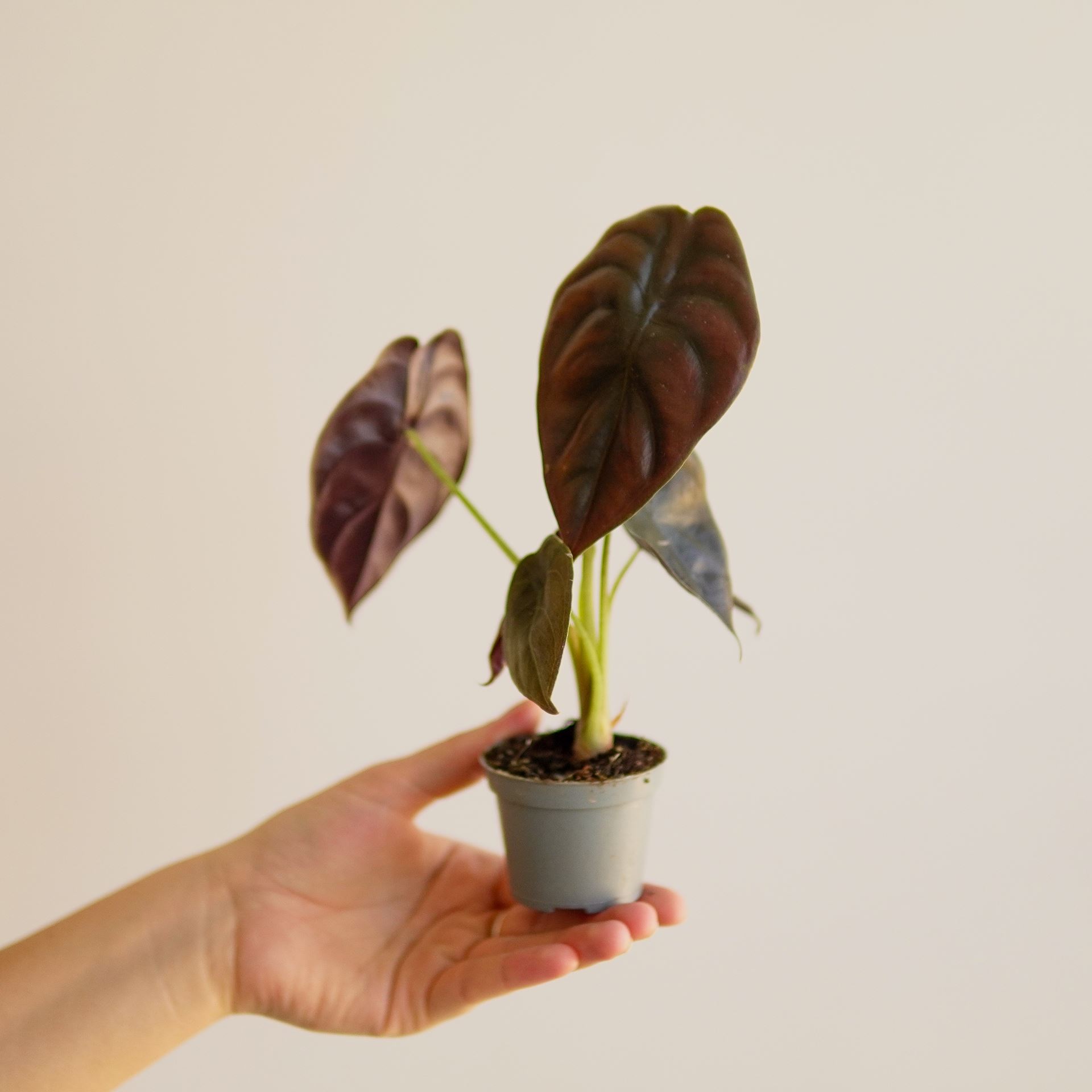 ALOCASIA red secret