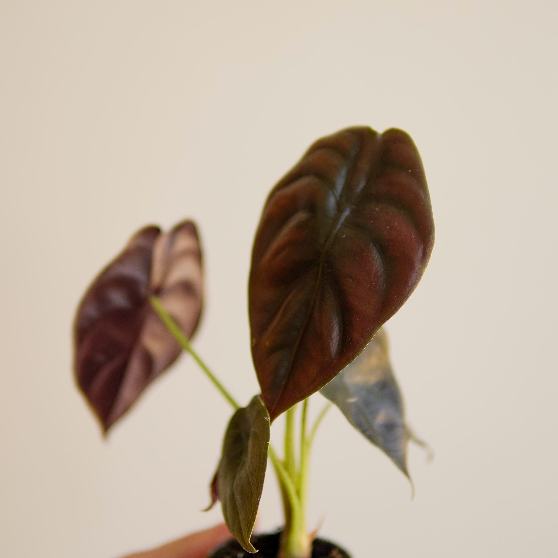 ALOCASIA red secret