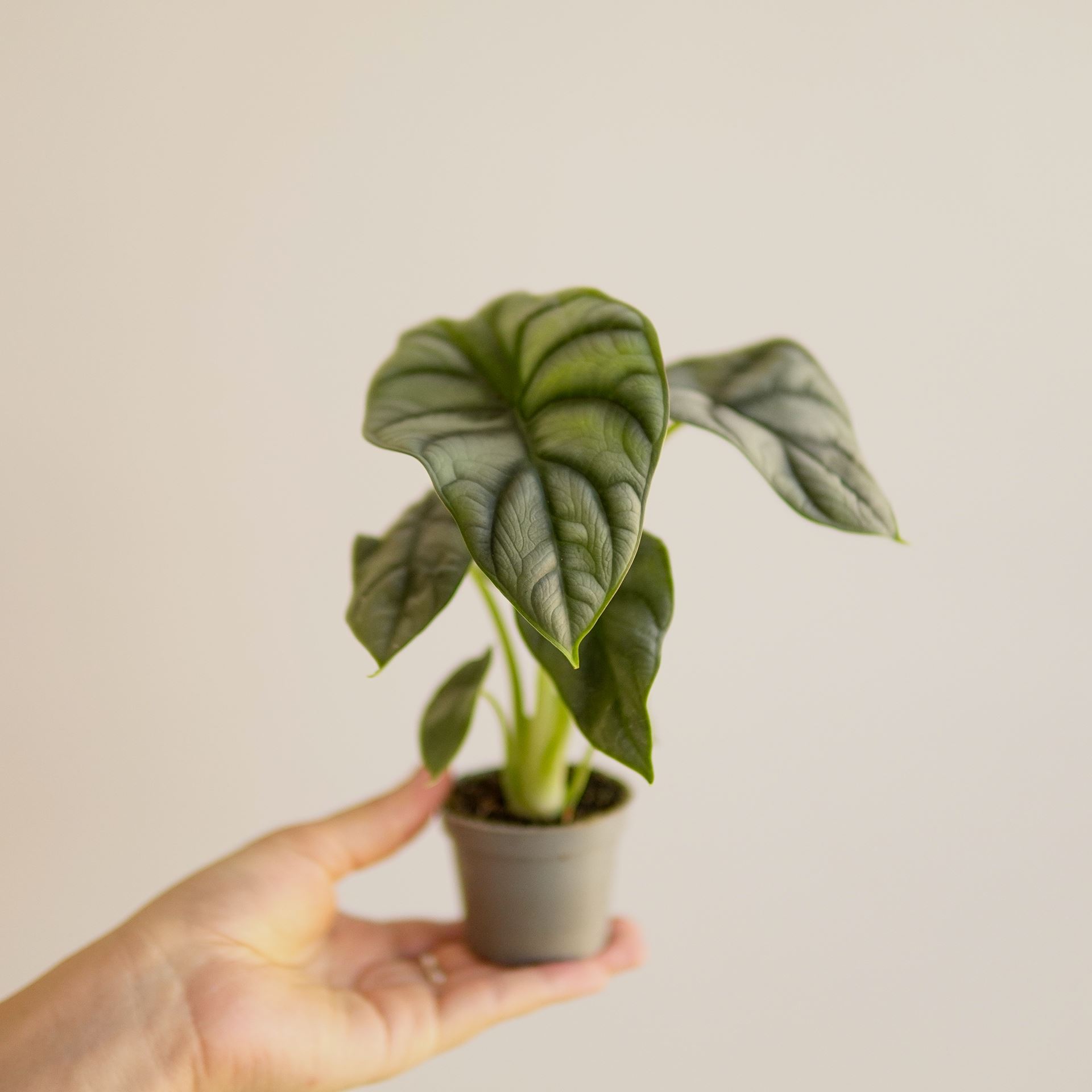 ALOCASIA SILVER DRAGON