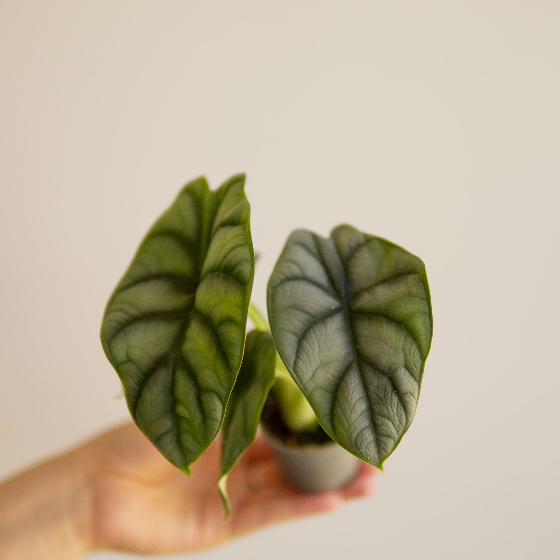 ALOCASIA SILVER DRAGON