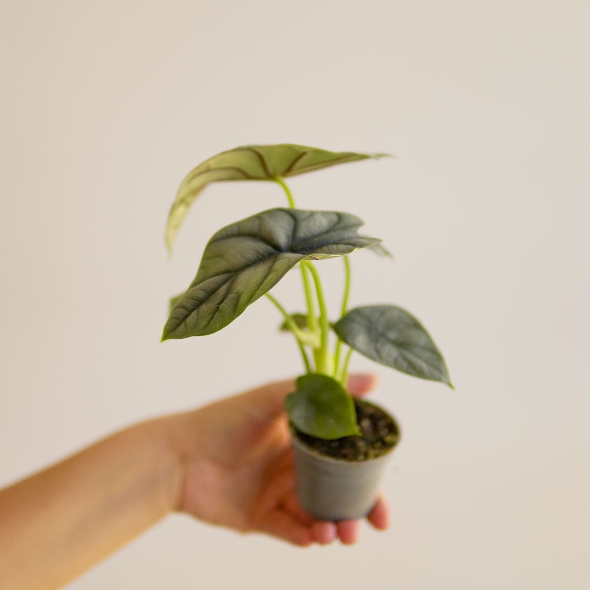 ALOCASIA SILVER DRAGON