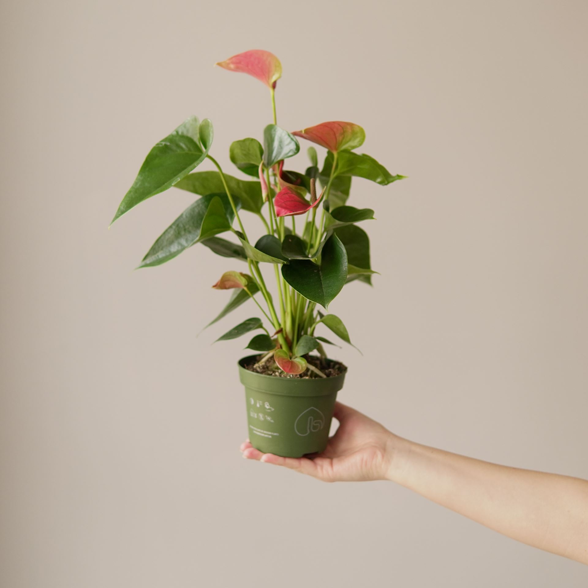 ANTHURIUM SWEET DREAMS