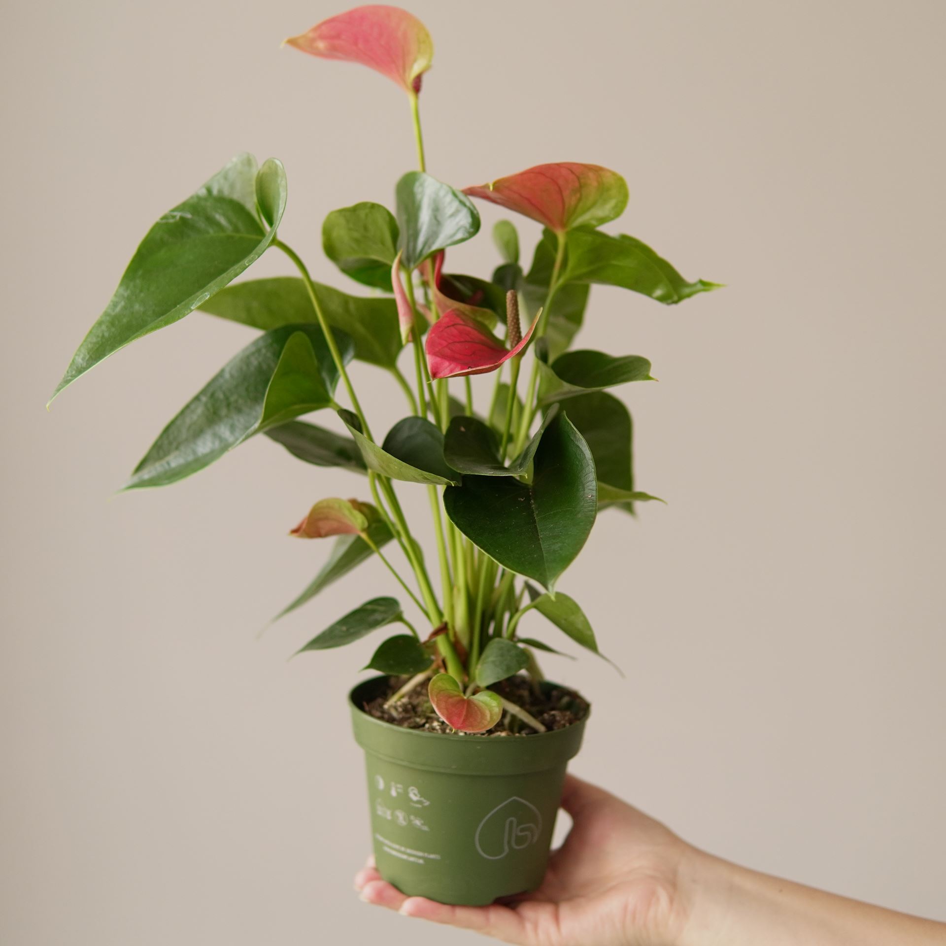 ANTHURIUM SWEET DREAMS