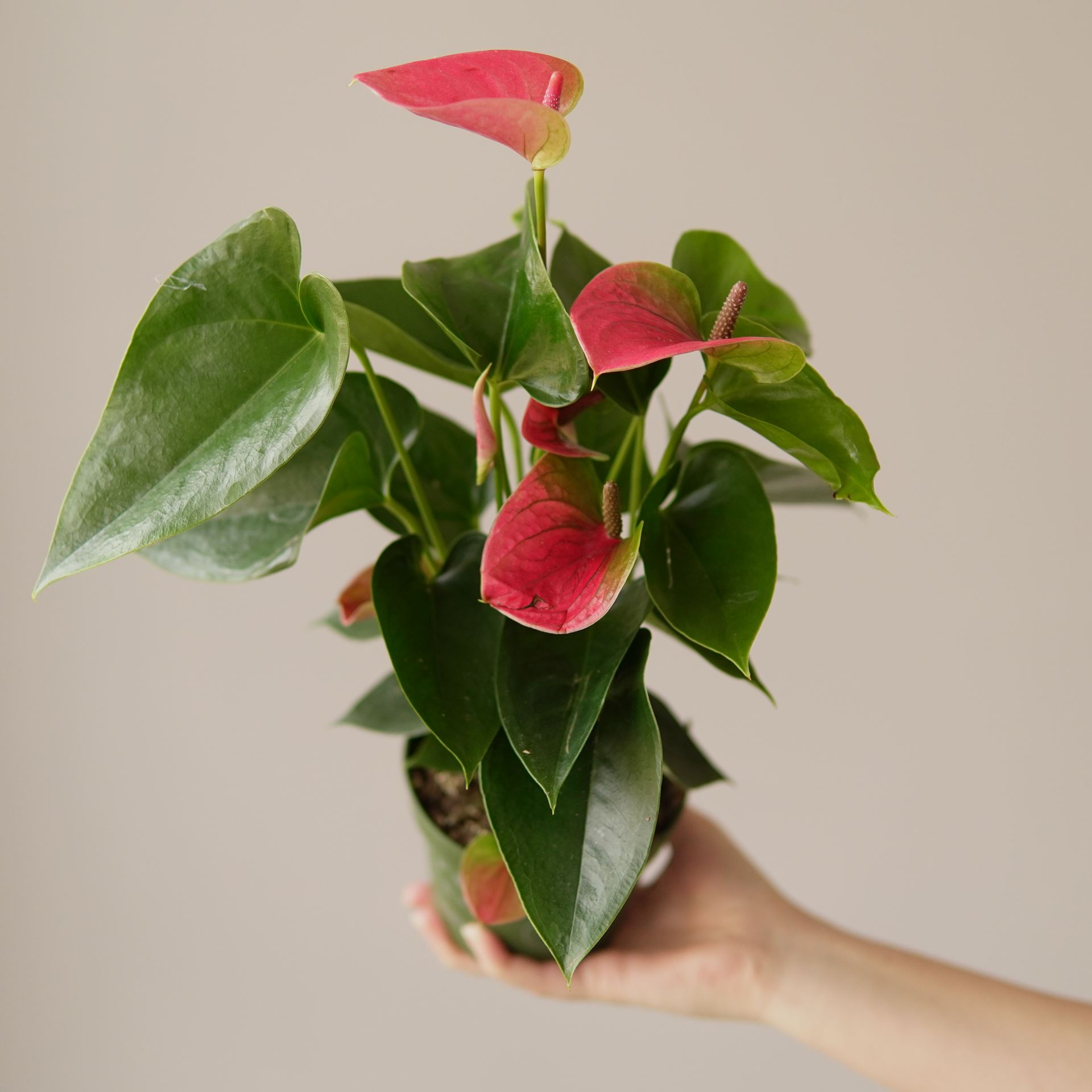 ANTHURIUM SWEET DREAMS