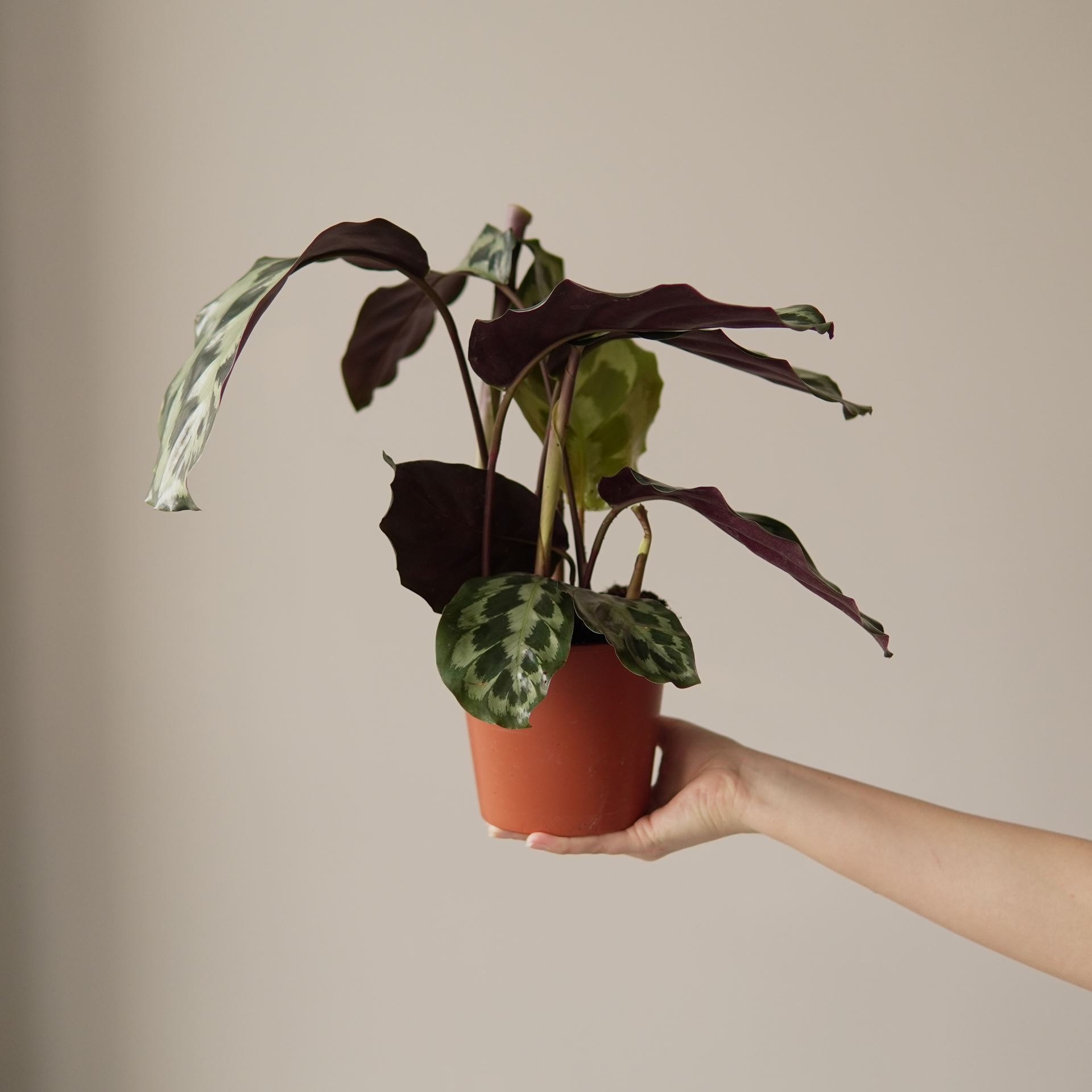 CALATHEA HELEN KENNEDY