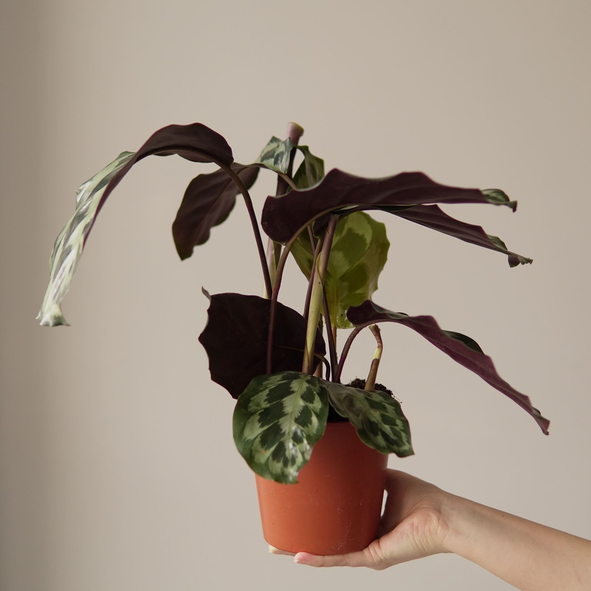 CALATHEA HELEN KENNEDY