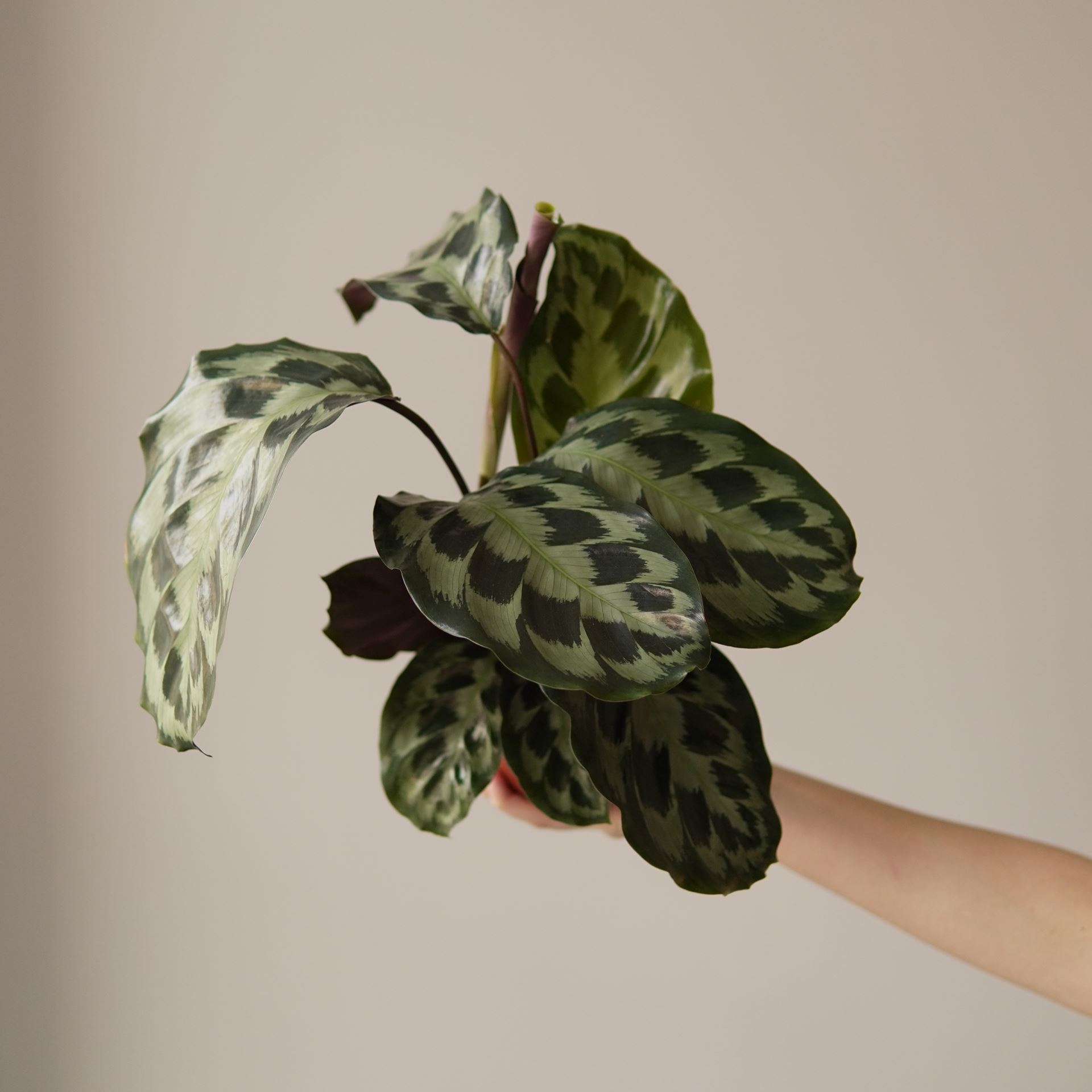 CALATHEA HELEN KENNEDY