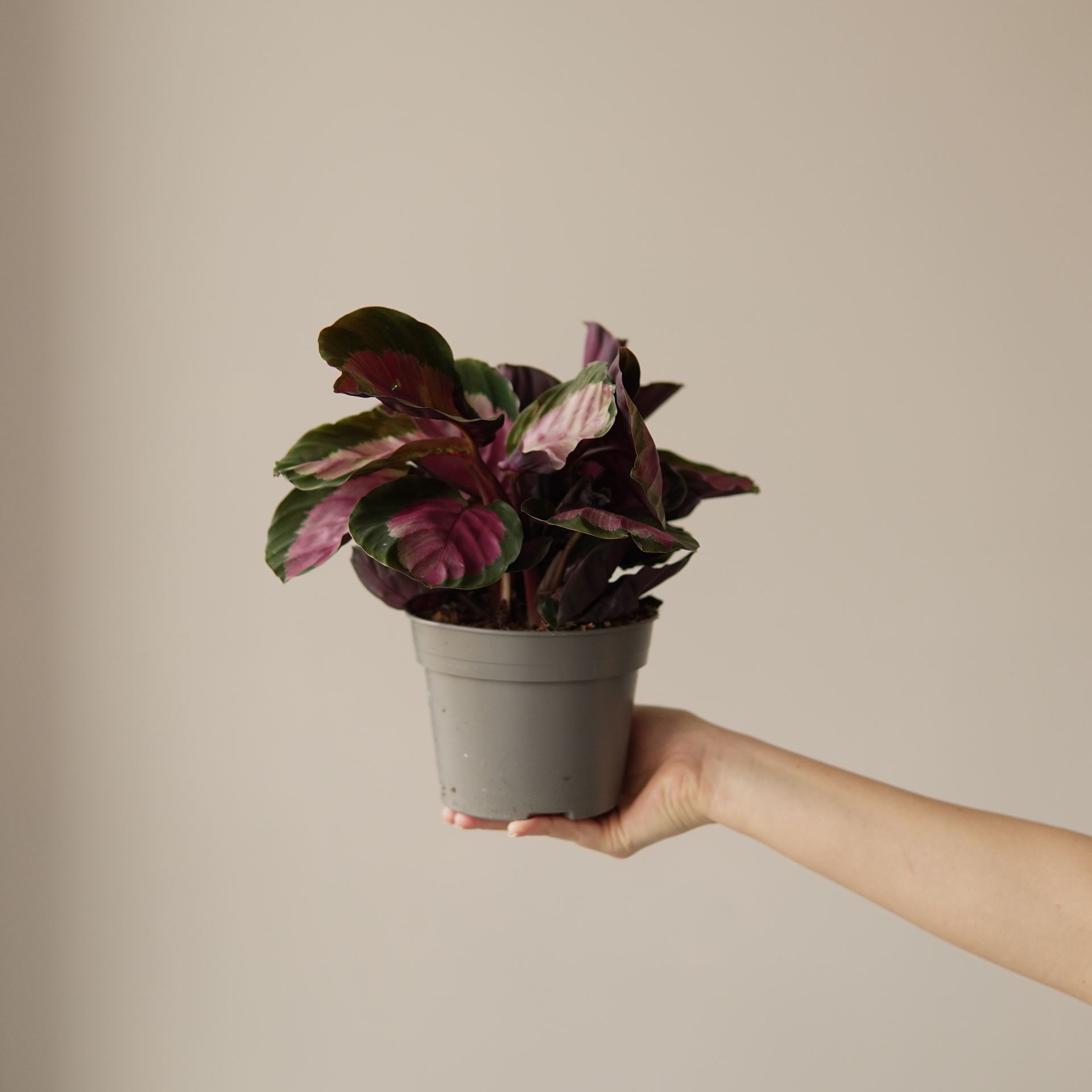 CALATHEA ROSEO ROSY