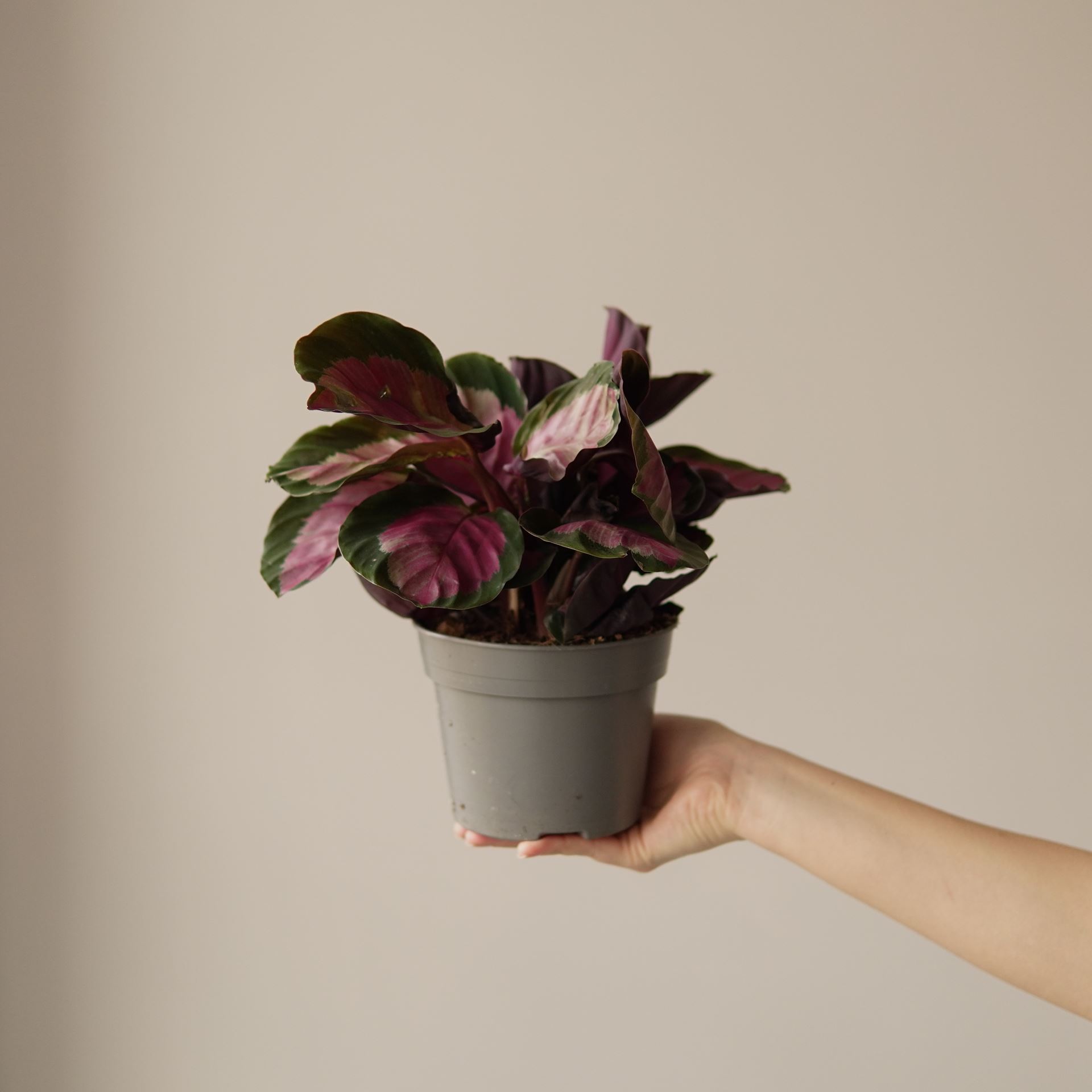 CALATHEA ROSEO ROSY