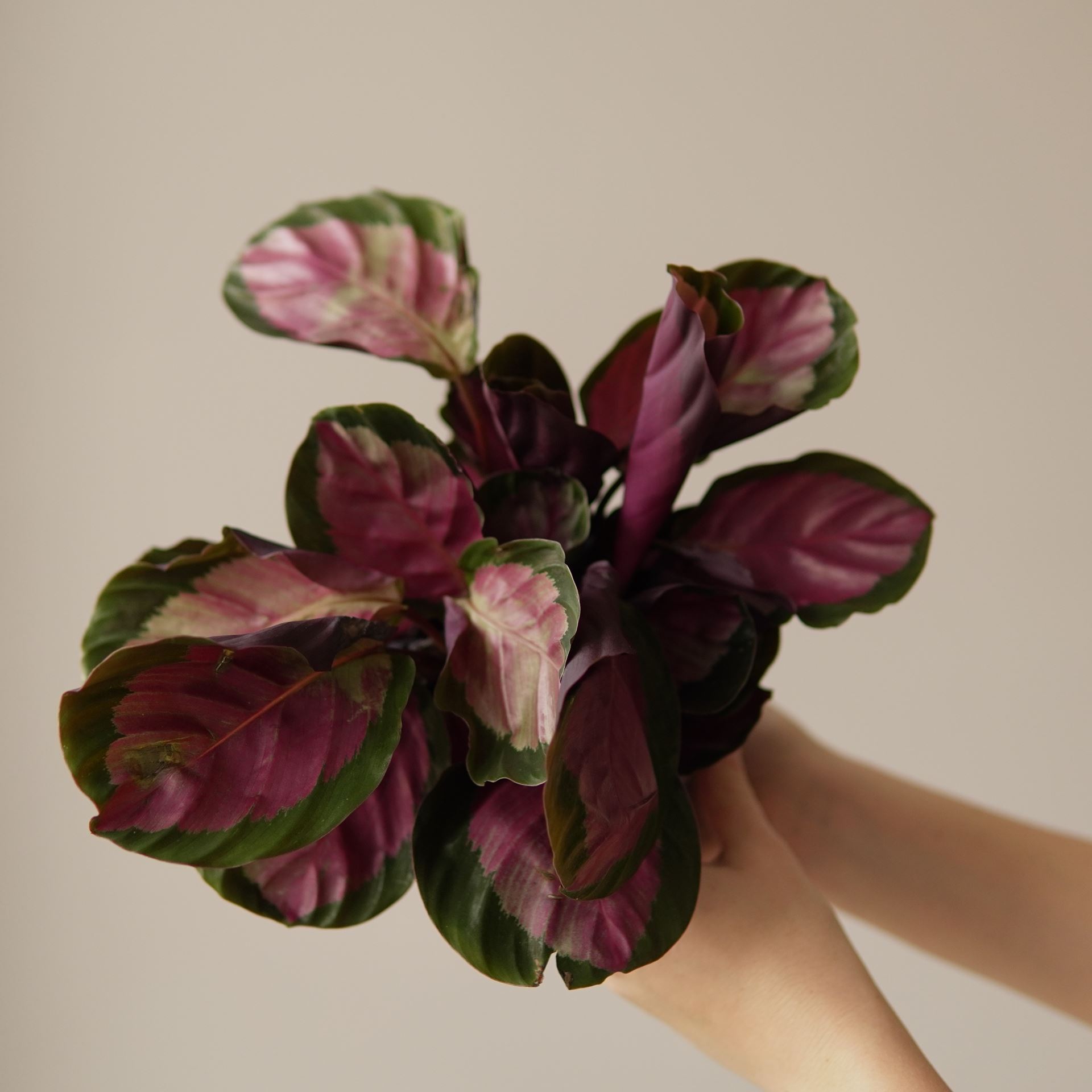 CALATHEA ROSEO ROSY