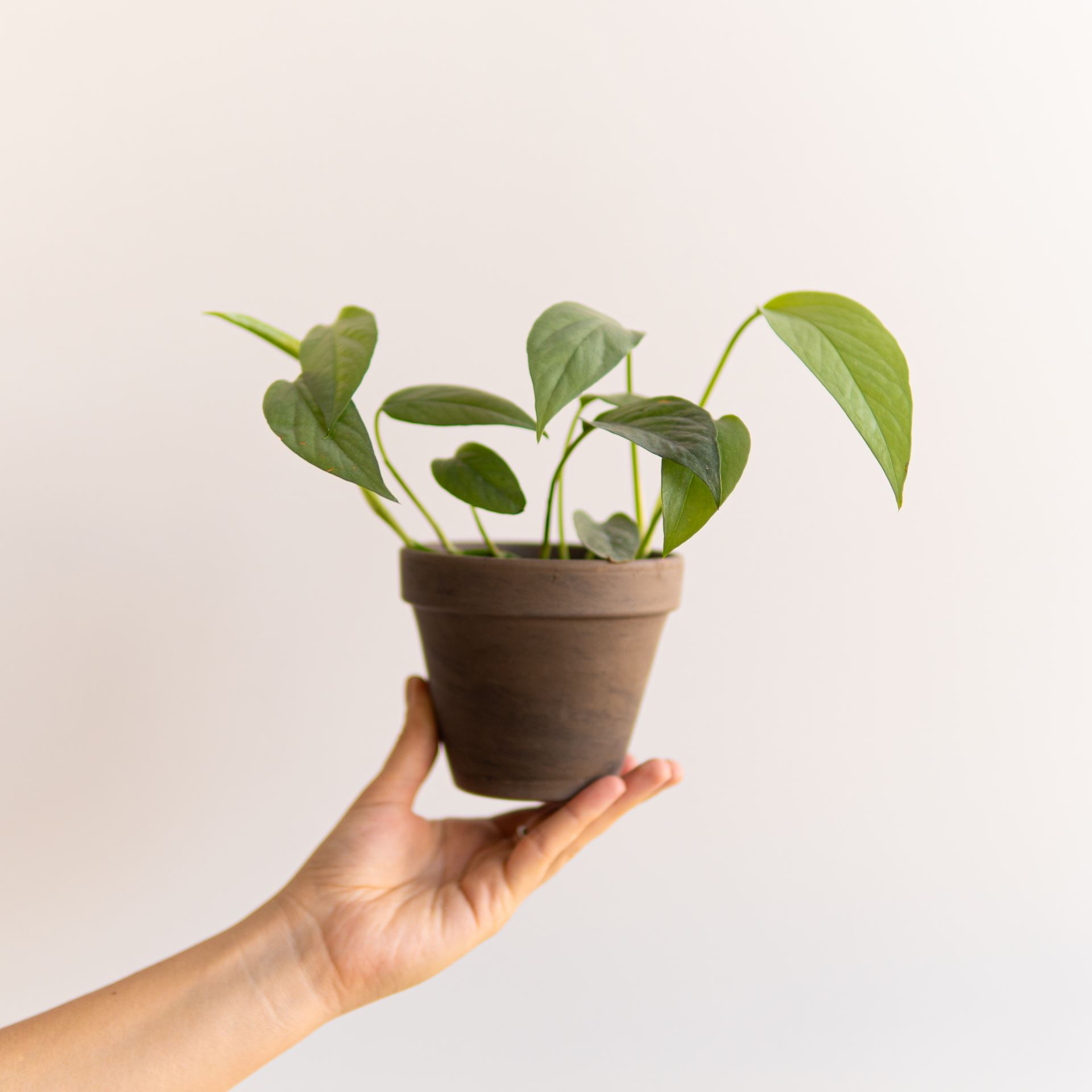 EPIPREMNUM CEBU BLUE