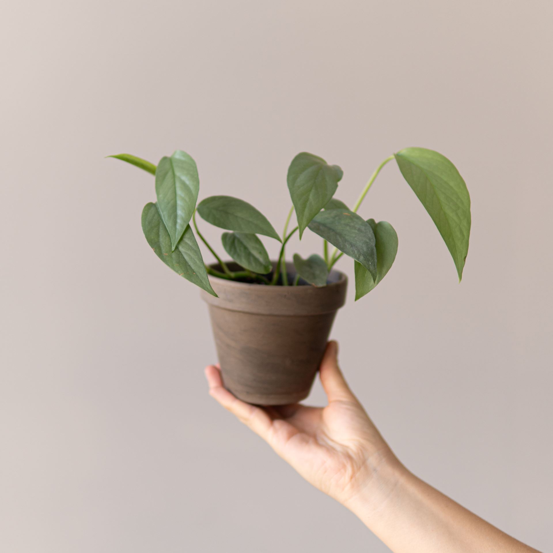 EPIPREMNUM CEBU BLUE
