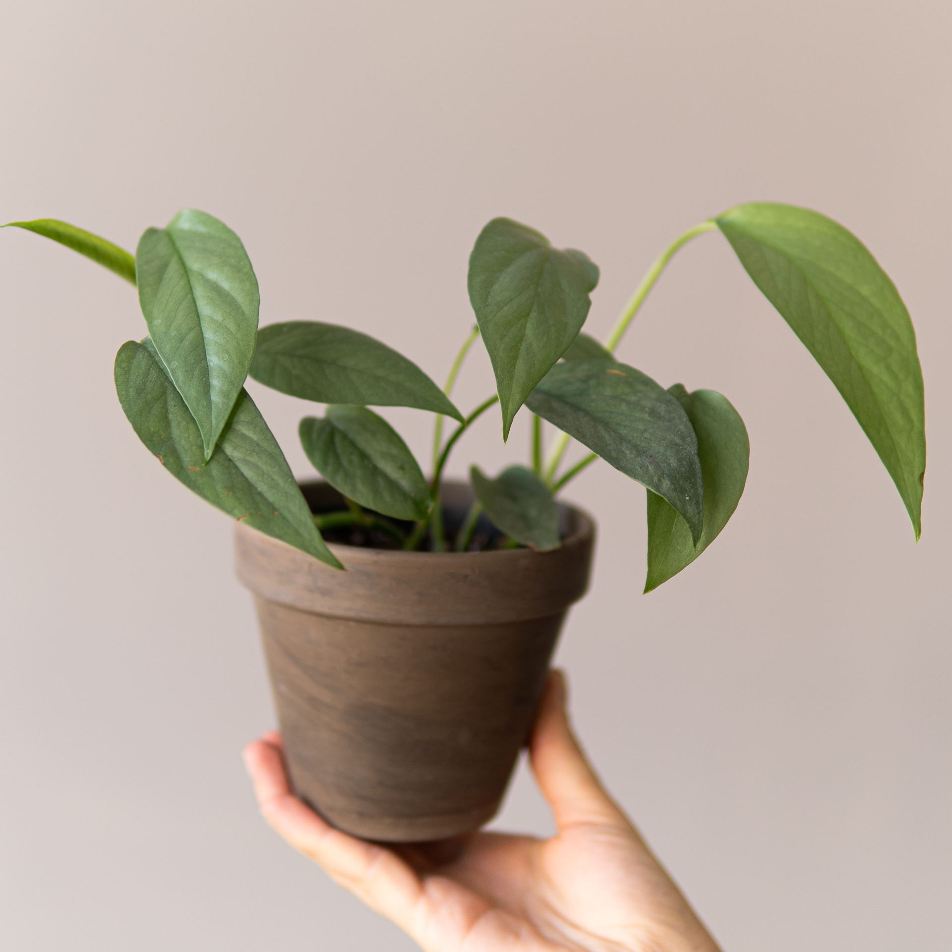 EPIPREMNUM CEBU BLUE