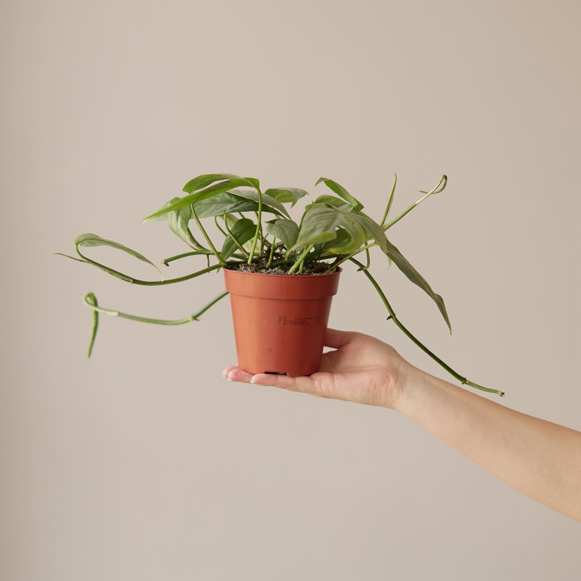 EPIPREMNUM CEBU BLUE