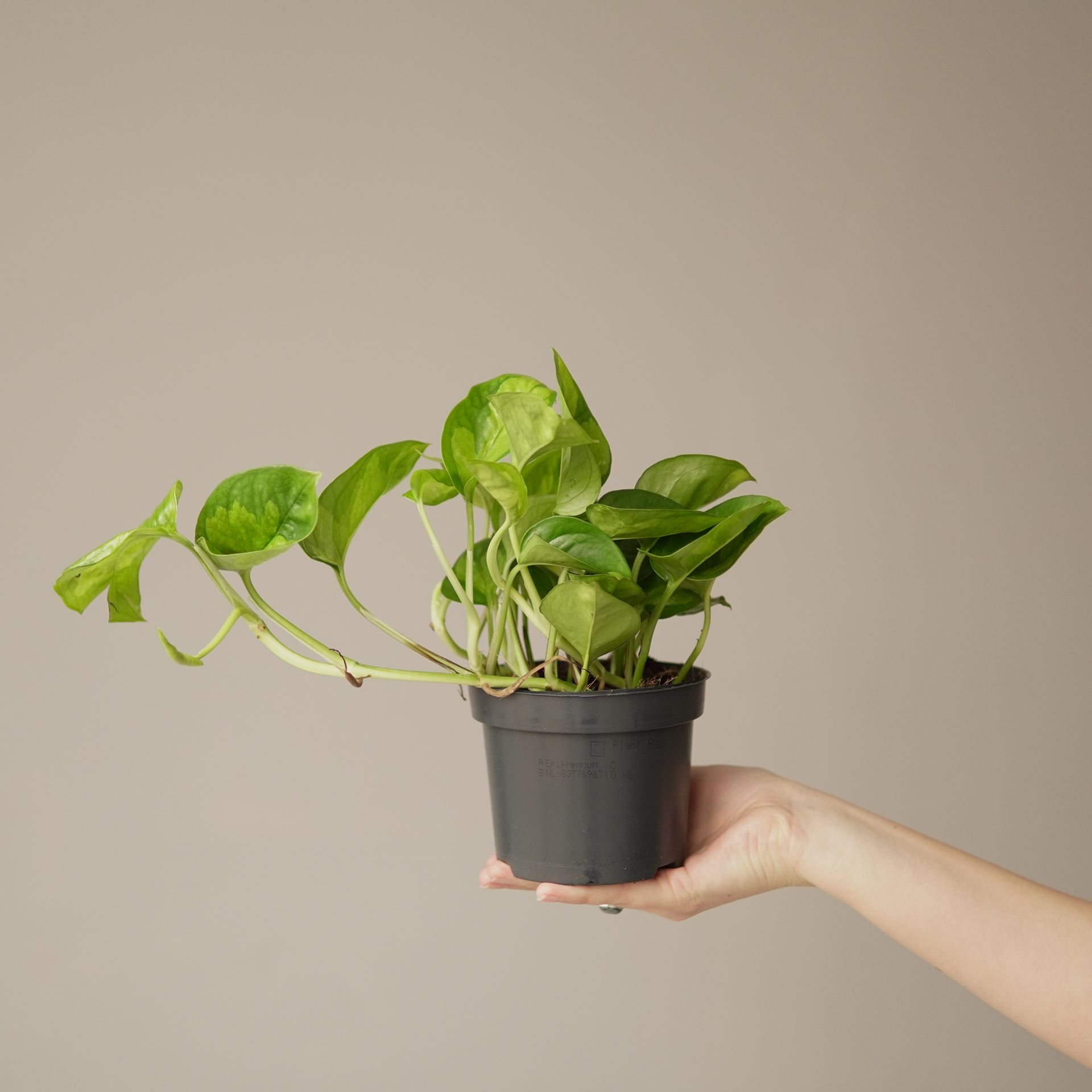 EPIPREMNUM GLOBAL GREEN