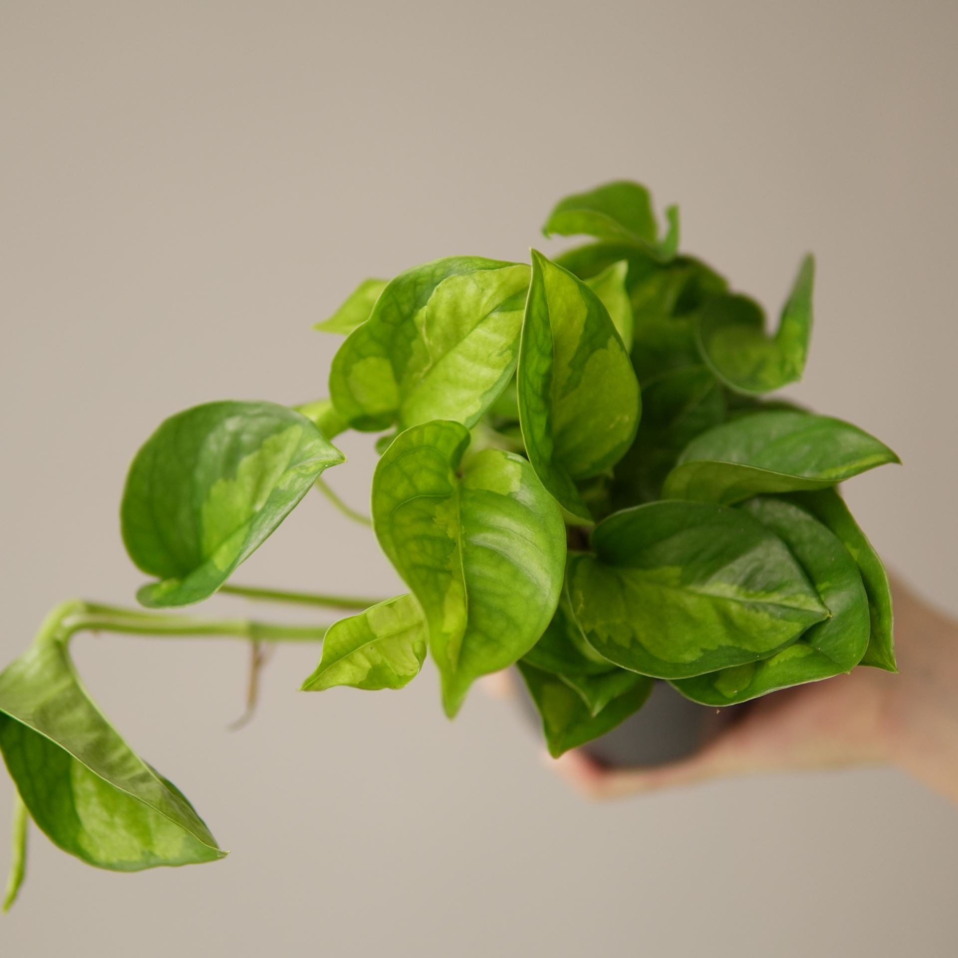 EPIPREMNUM GLOBAL GREEN