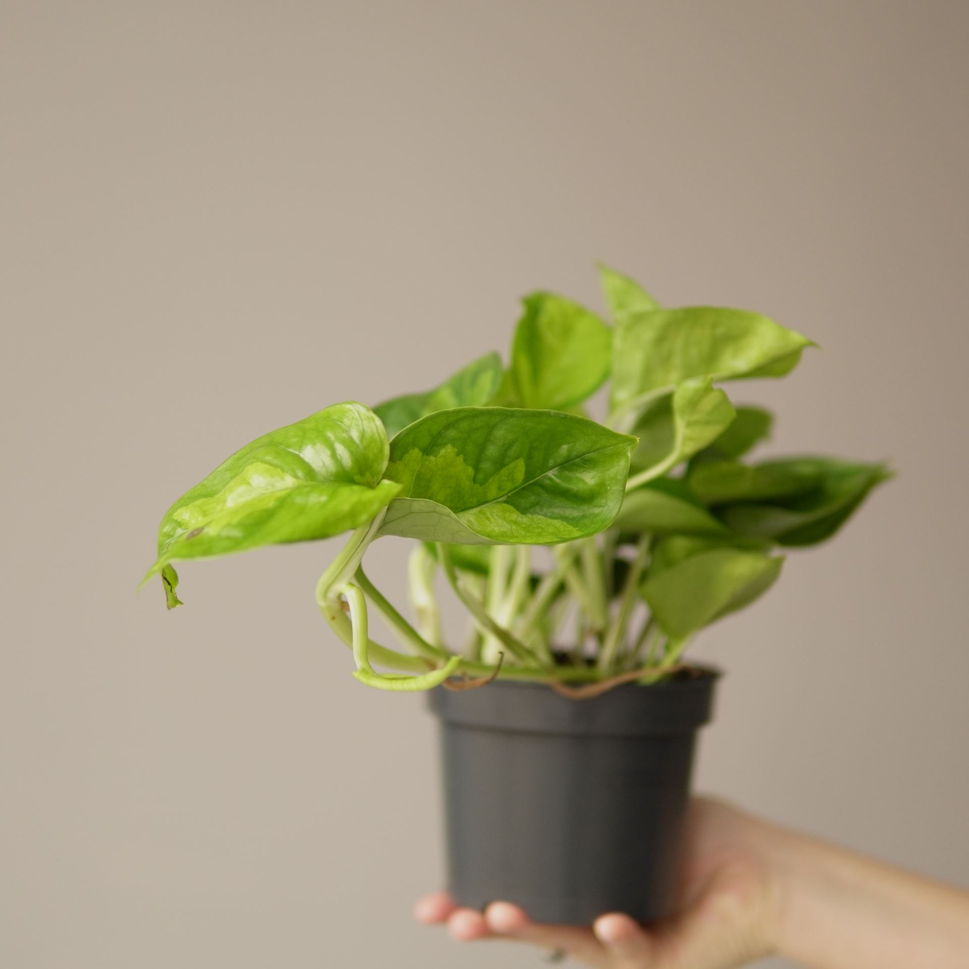 EPIPREMNUM GLOBAL GREEN