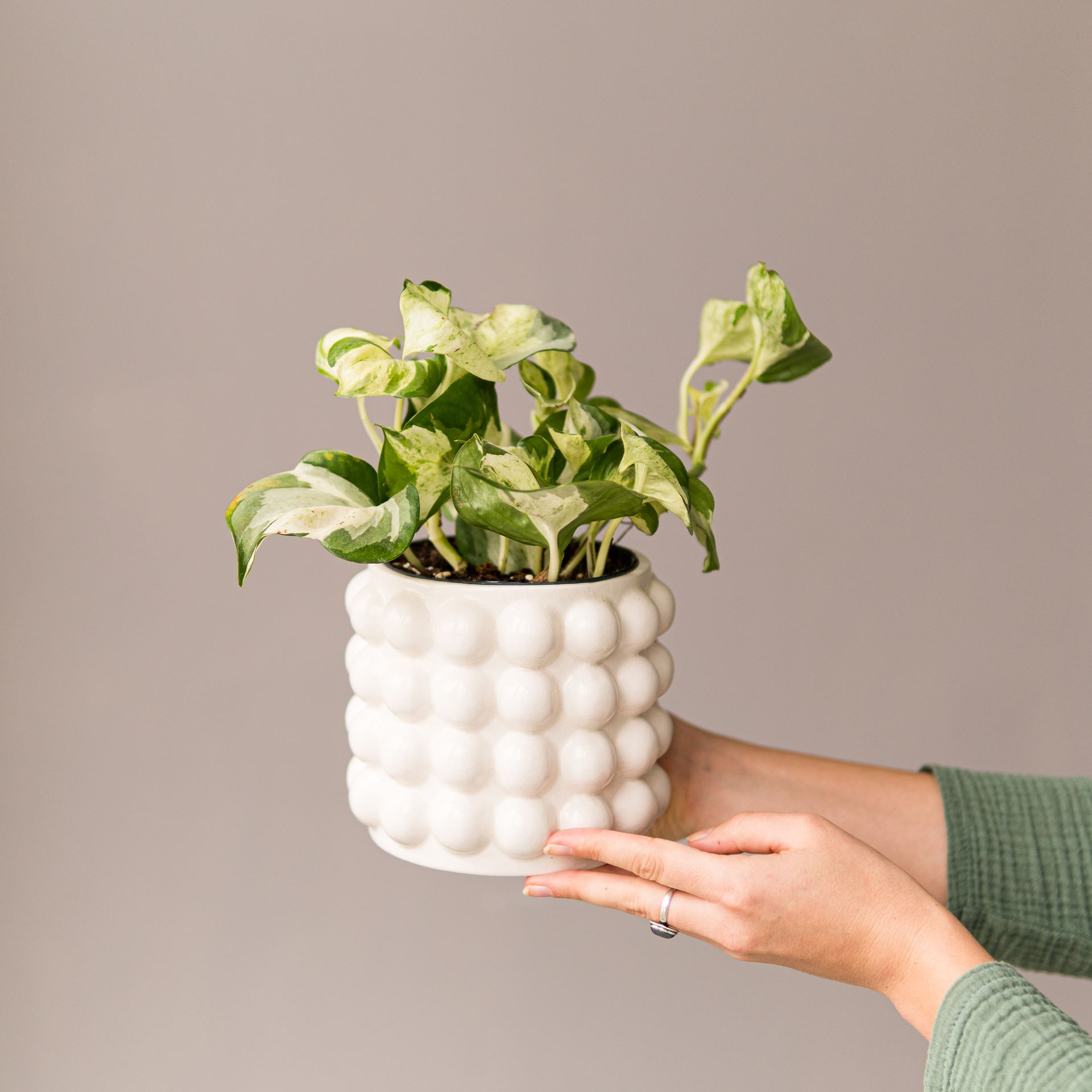 EPIPREMNUM HAPPY LEAF