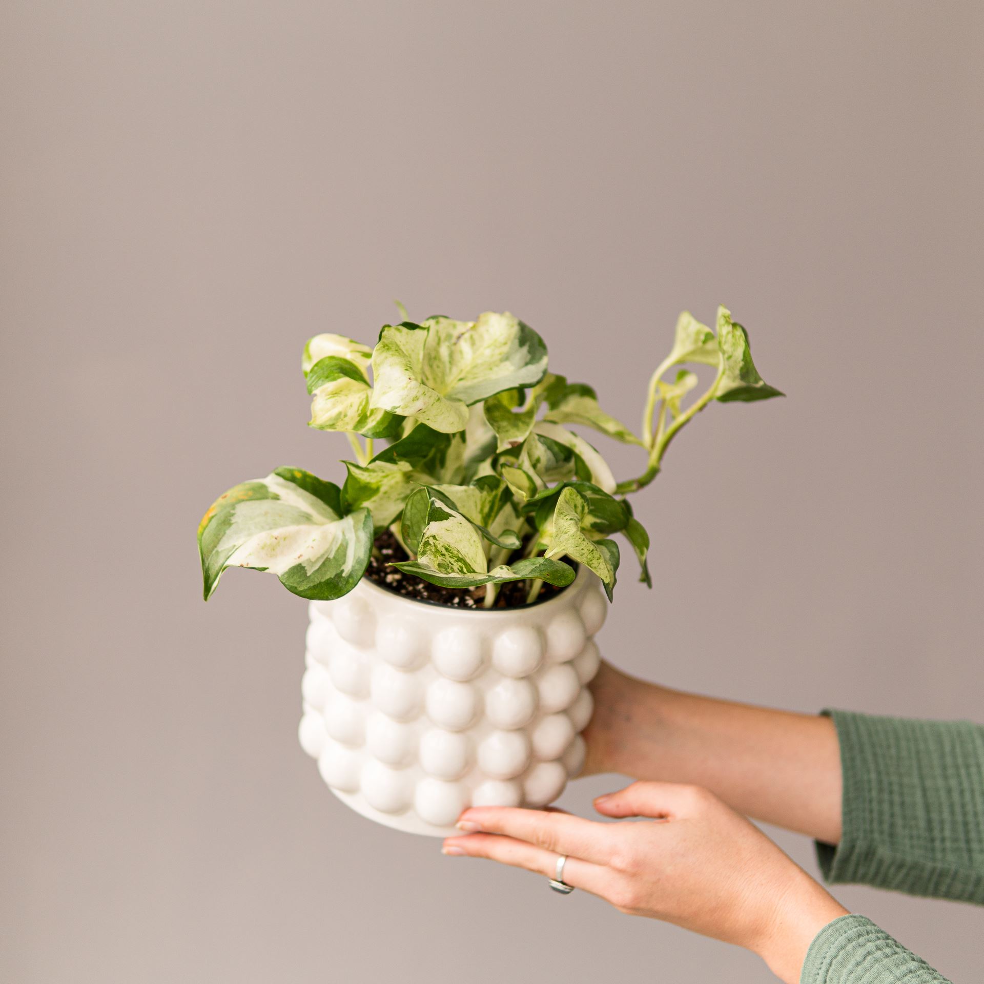 EPIPREMNUM HAPPY LEAF