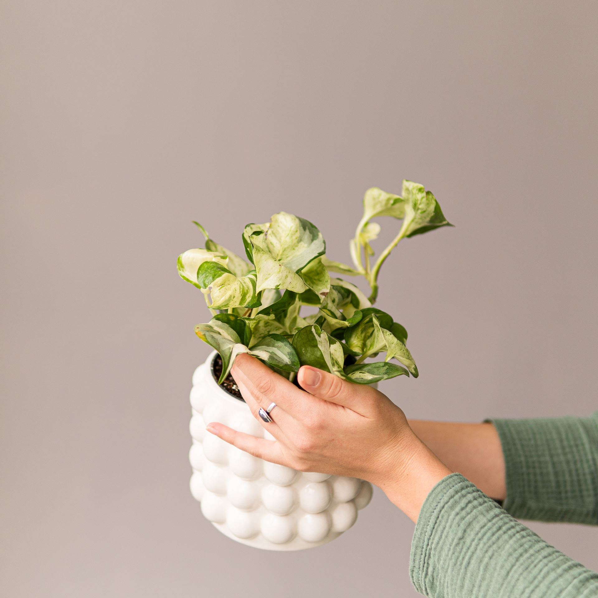 EPIPREMNUM HAPPY LEAF