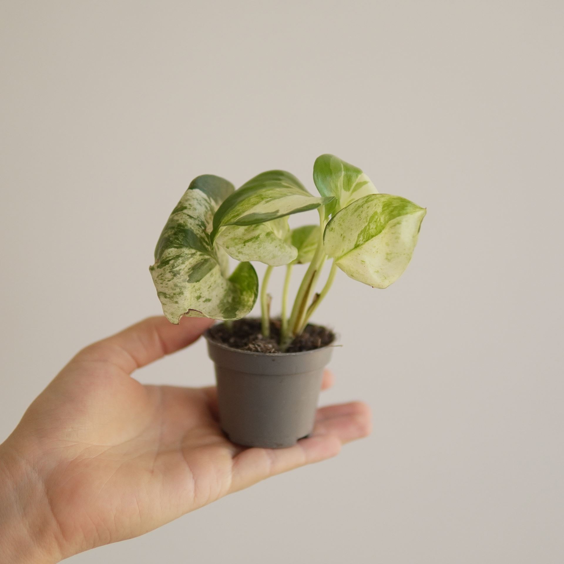 EPIPREMNUM HAPPY LEAF