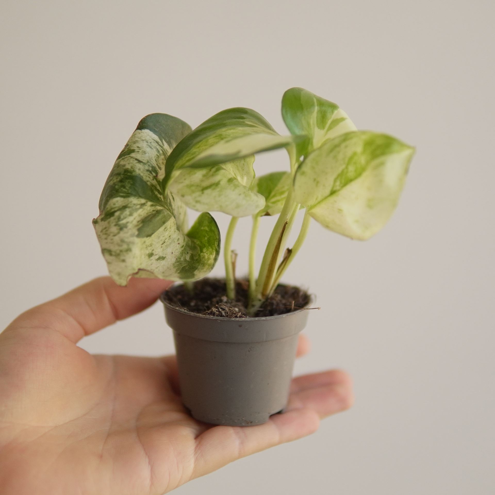 EPIPREMNUM HAPPY LEAF
