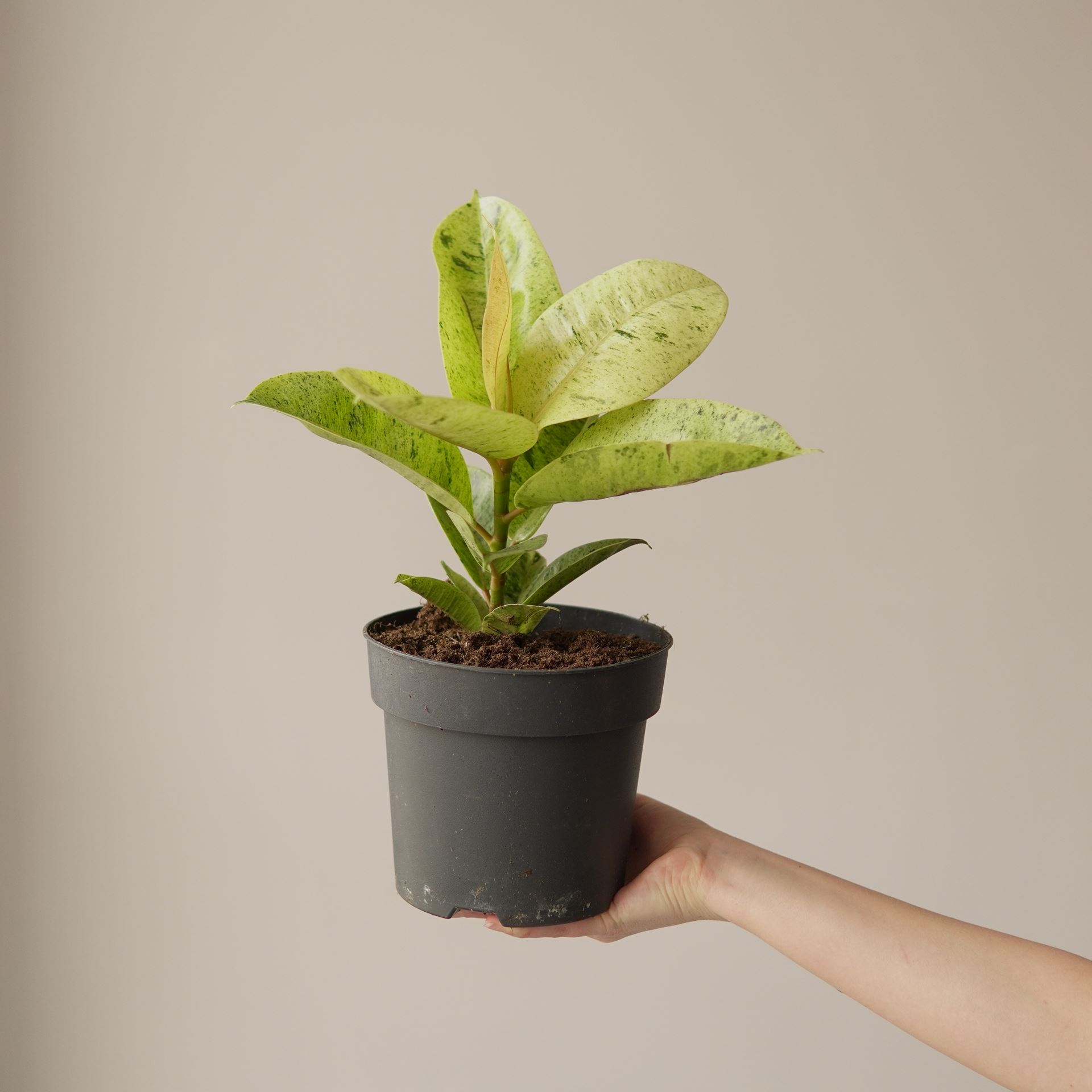 FICUS ELASTICA MOONSHINE