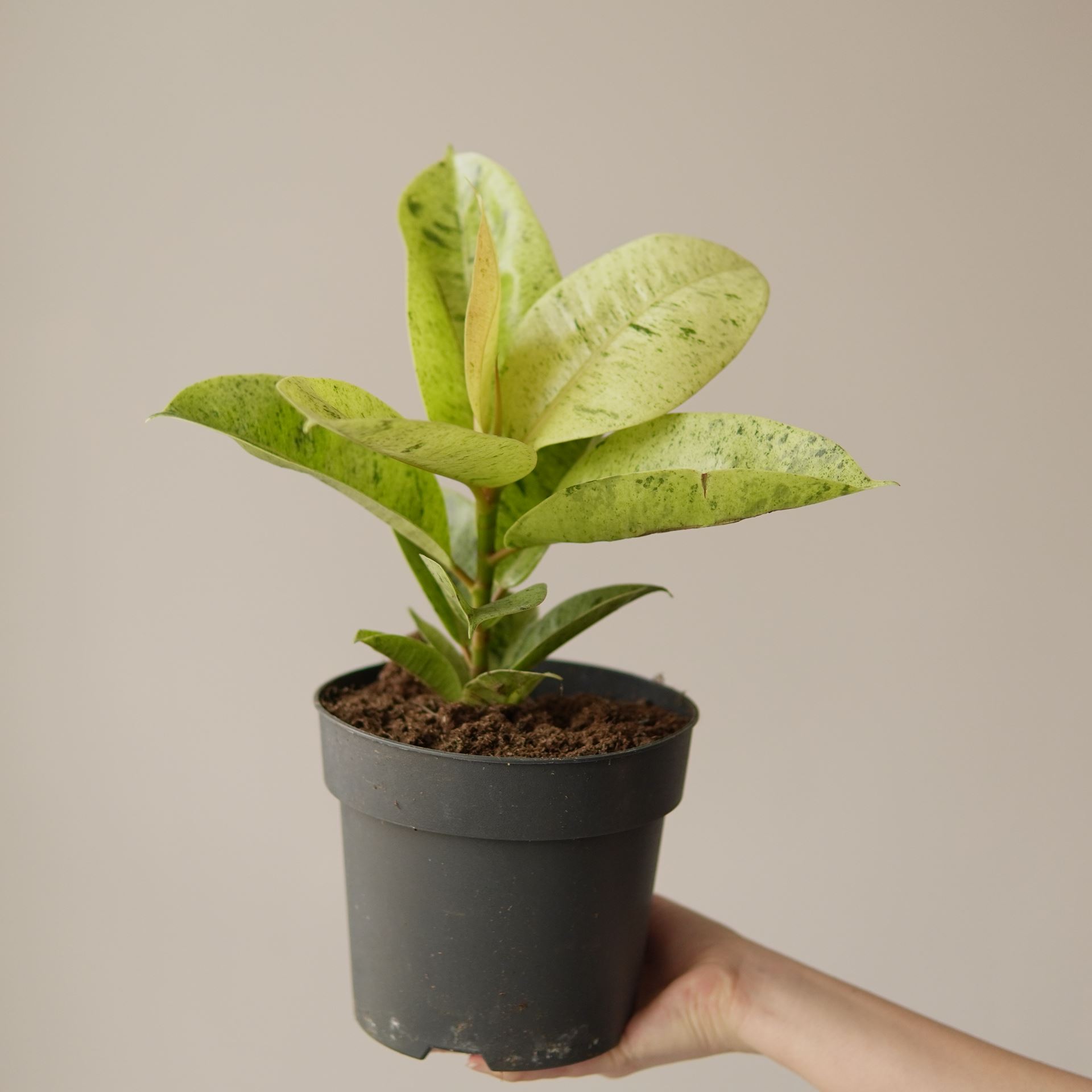 FICUS ELASTICA MOONSHINE