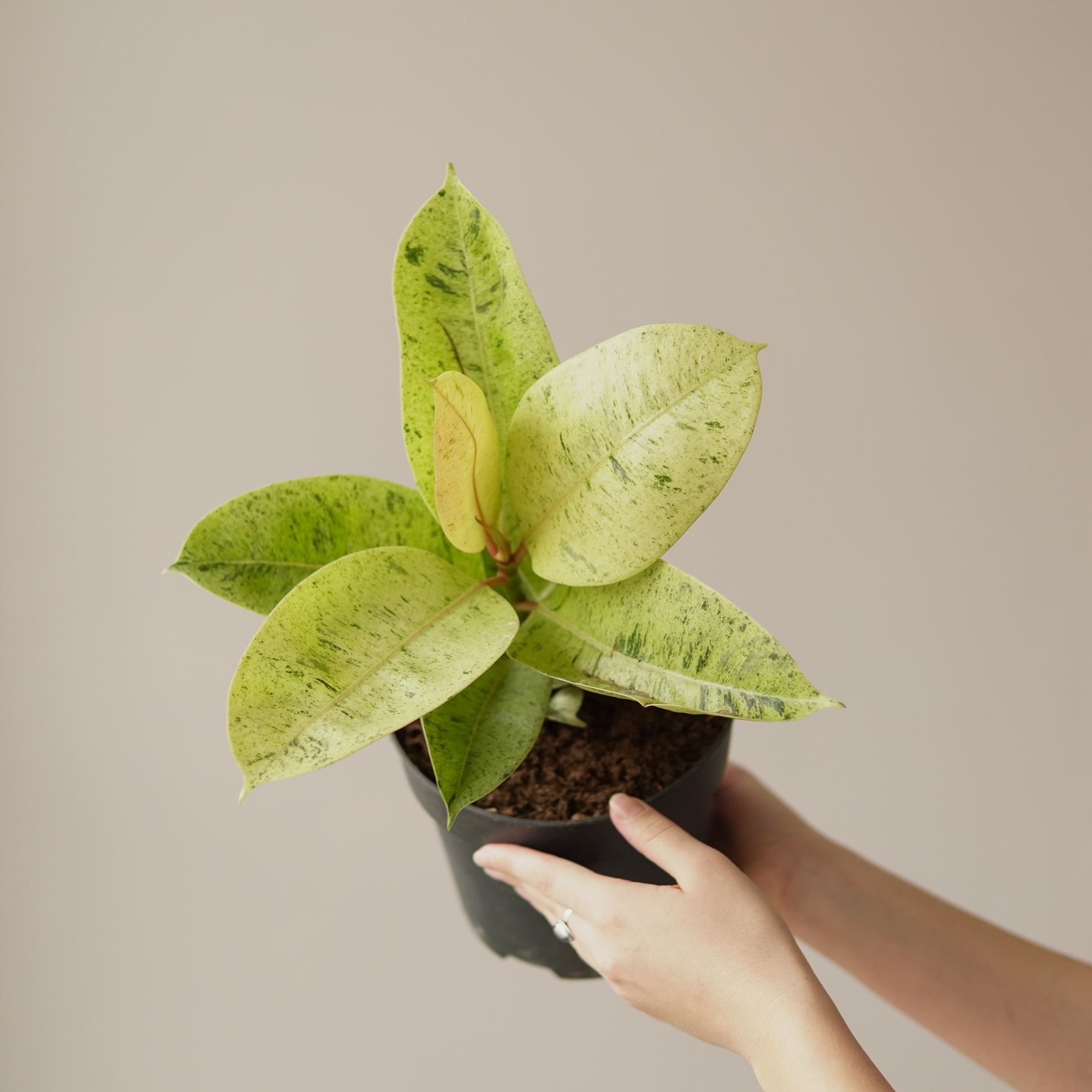 FICUS ELASTICA MOONSHINE