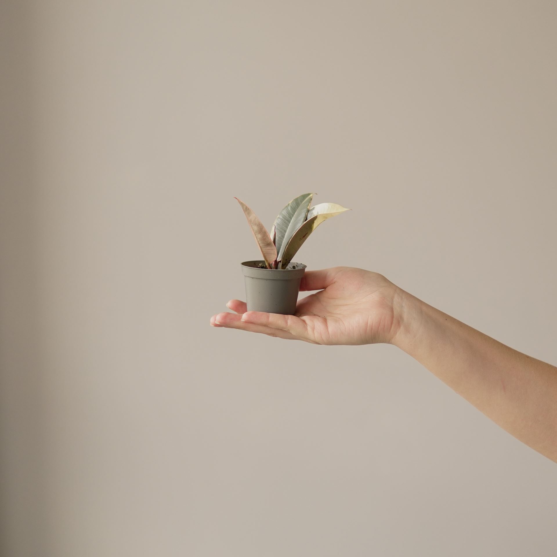 ficus robusta tineke