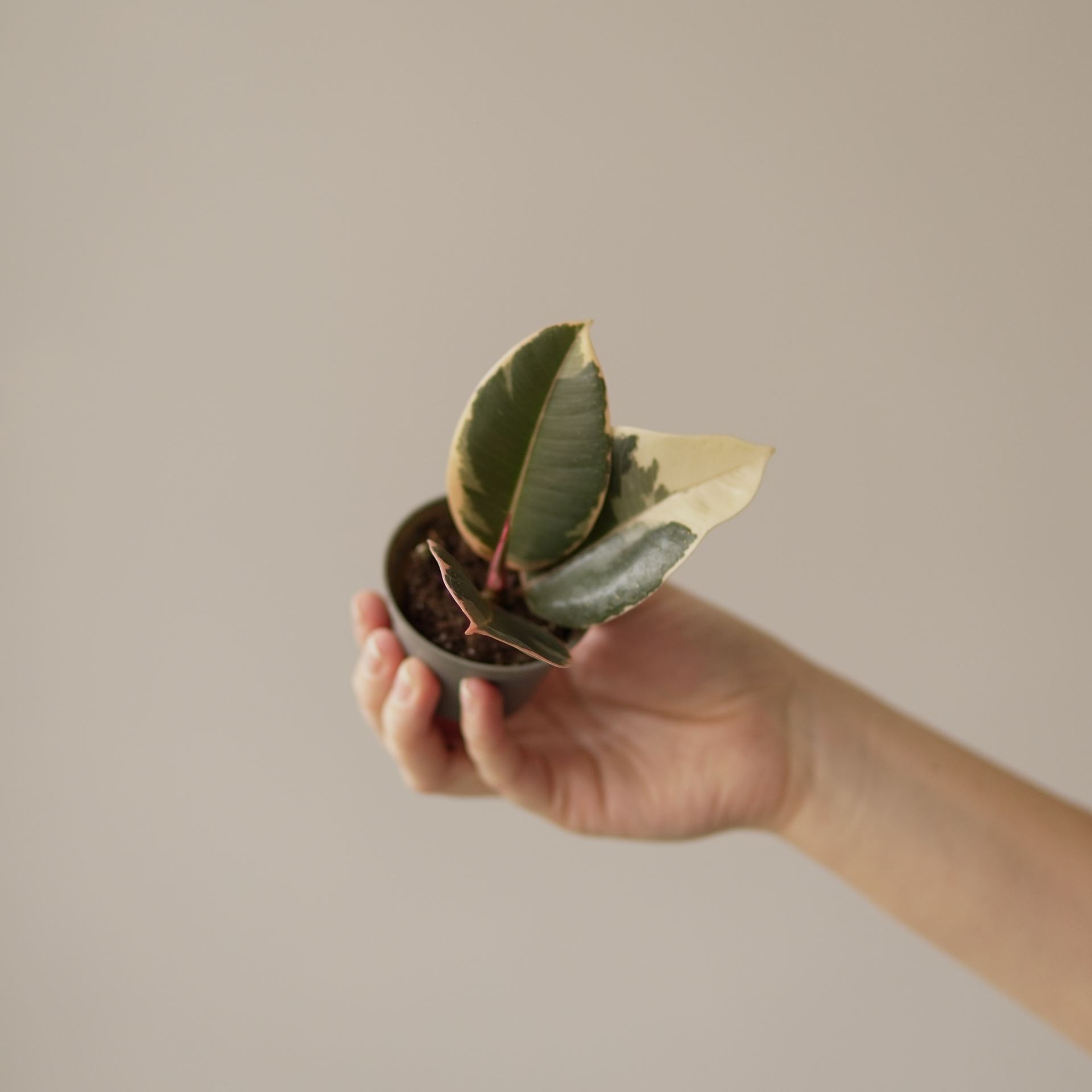 ficus robusta tineke