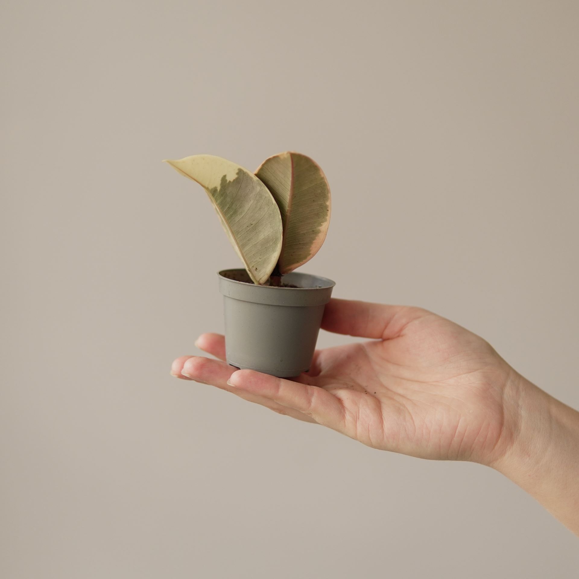 ficus robusta tineke