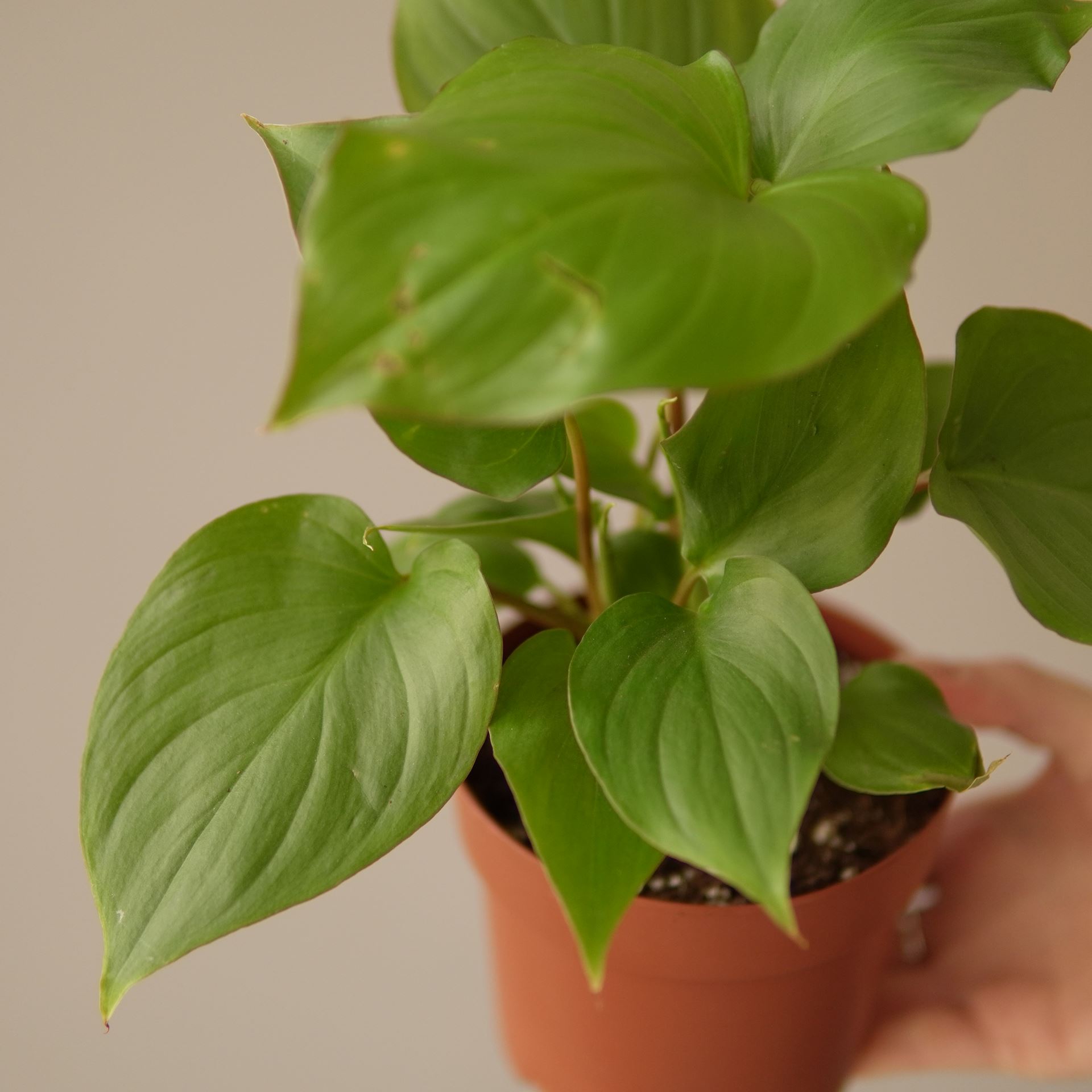 Homalonema rubescens