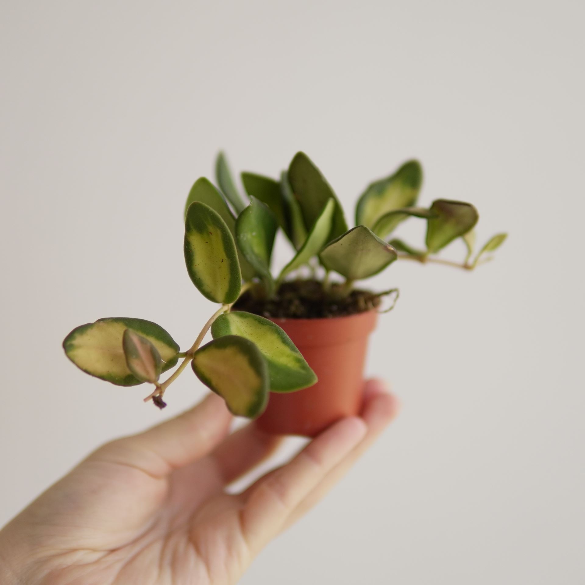 HOYA BURTONIAE VARIEGATA