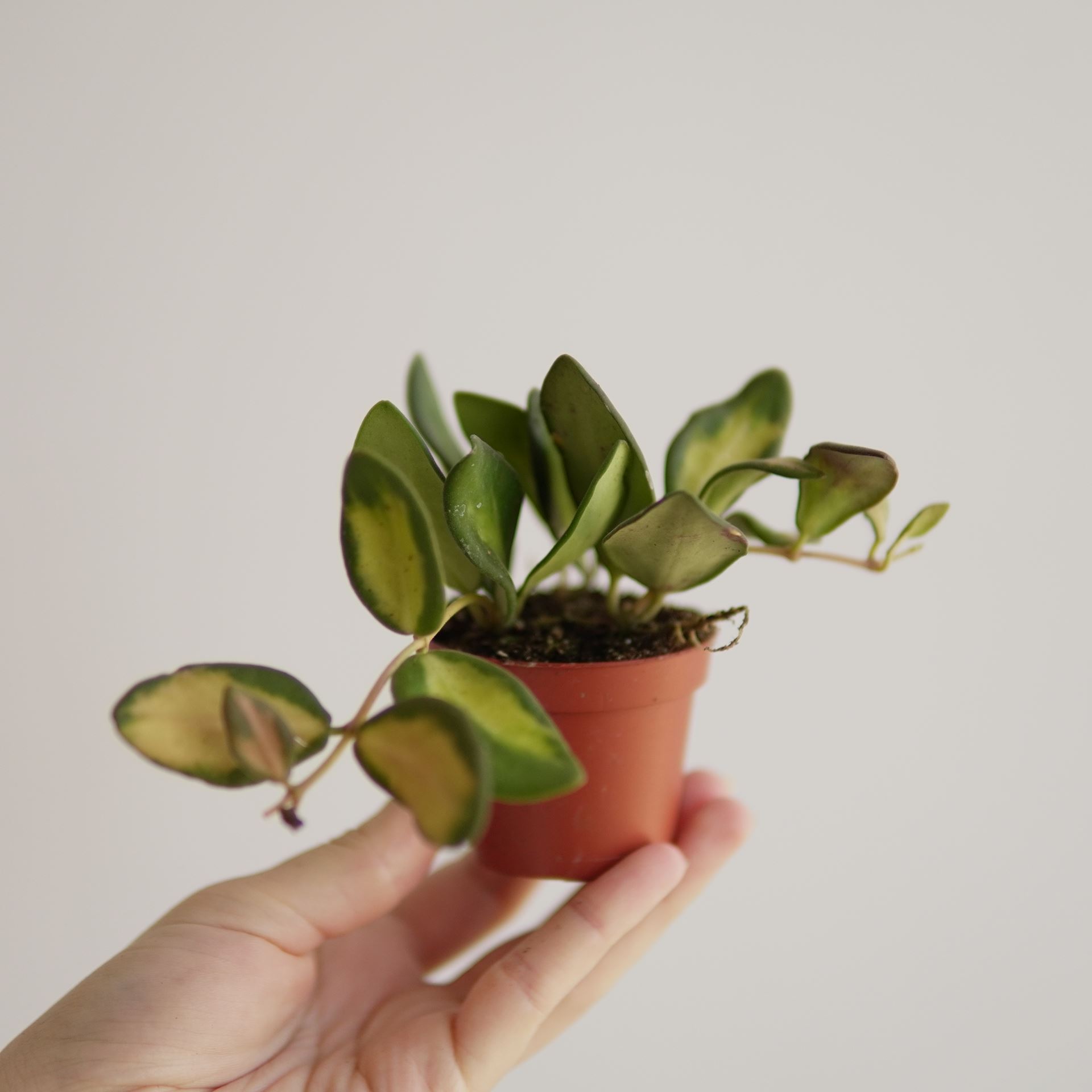 HOYA BURTONIAE VARIEGATA
